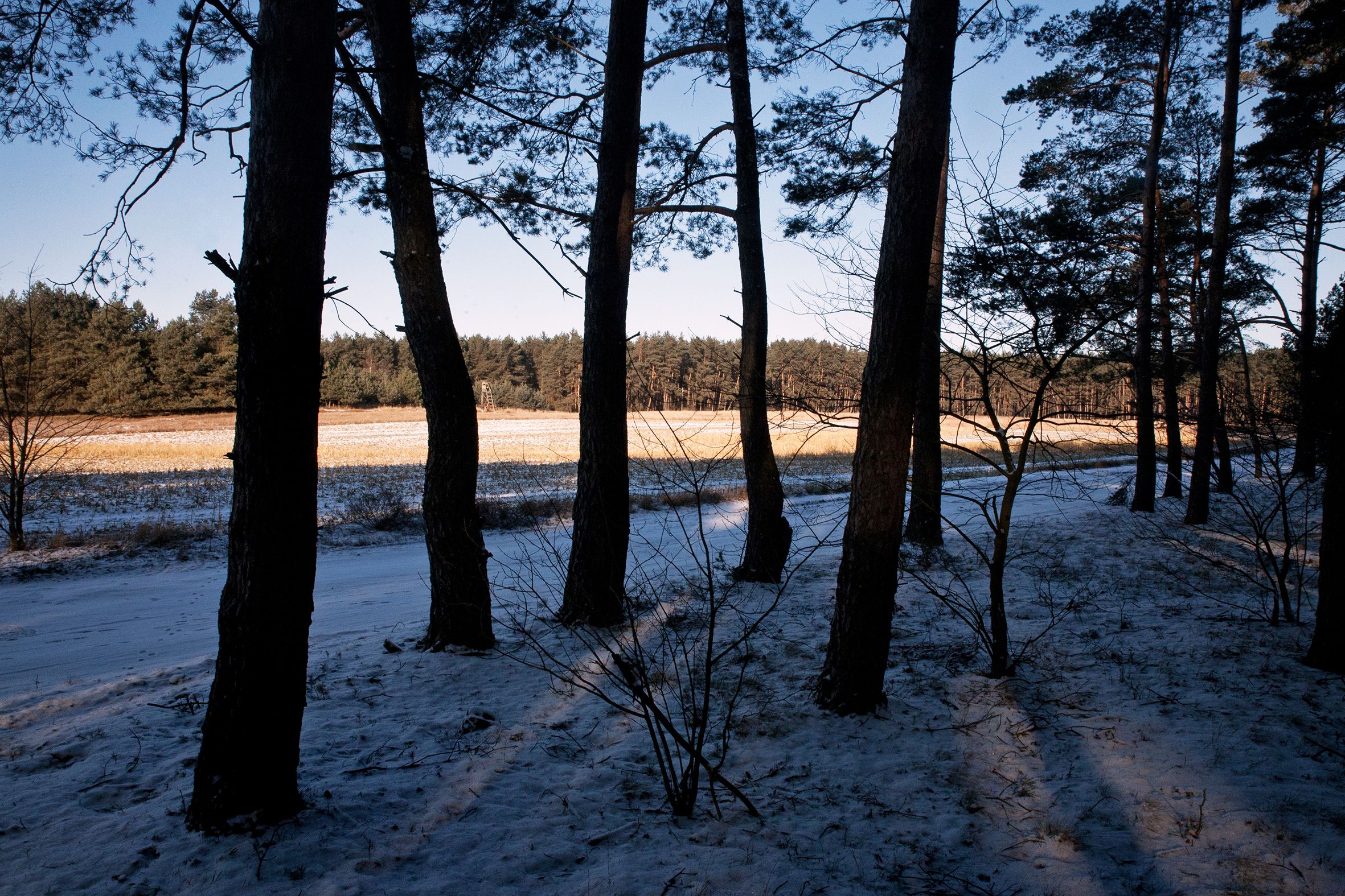 Glinianki winter walk 4.jpg