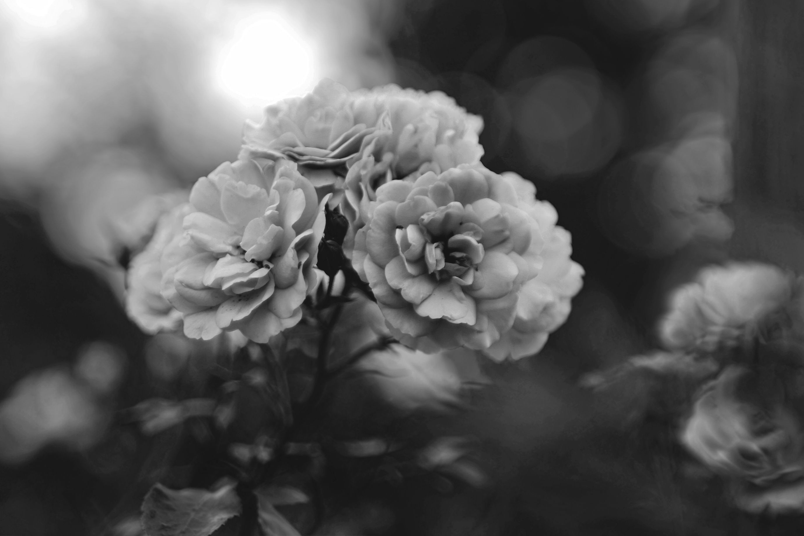 roses bokeh jupier 9 bw 3.jpg