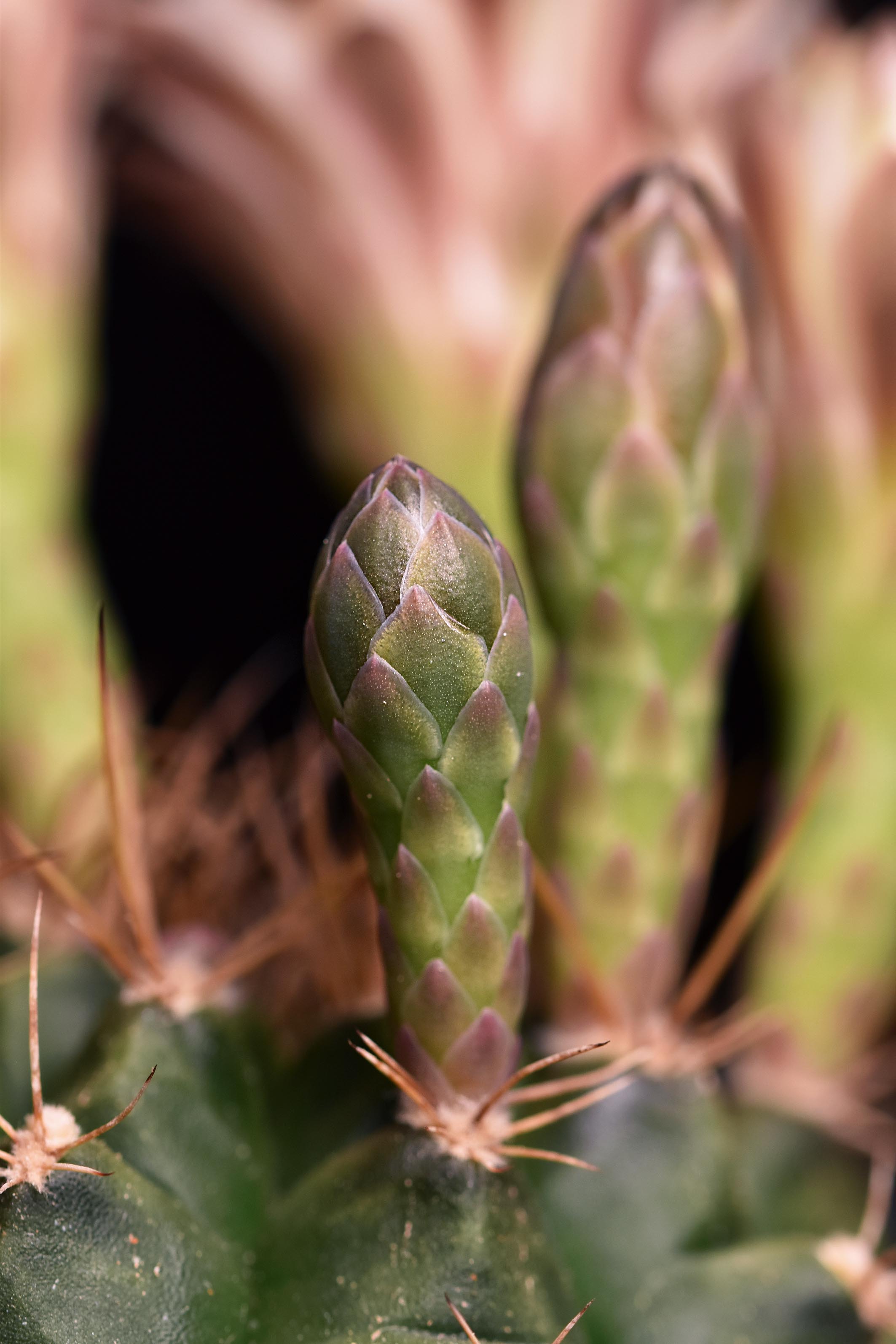 Gymnocalycium white flower 2025 6.jpg