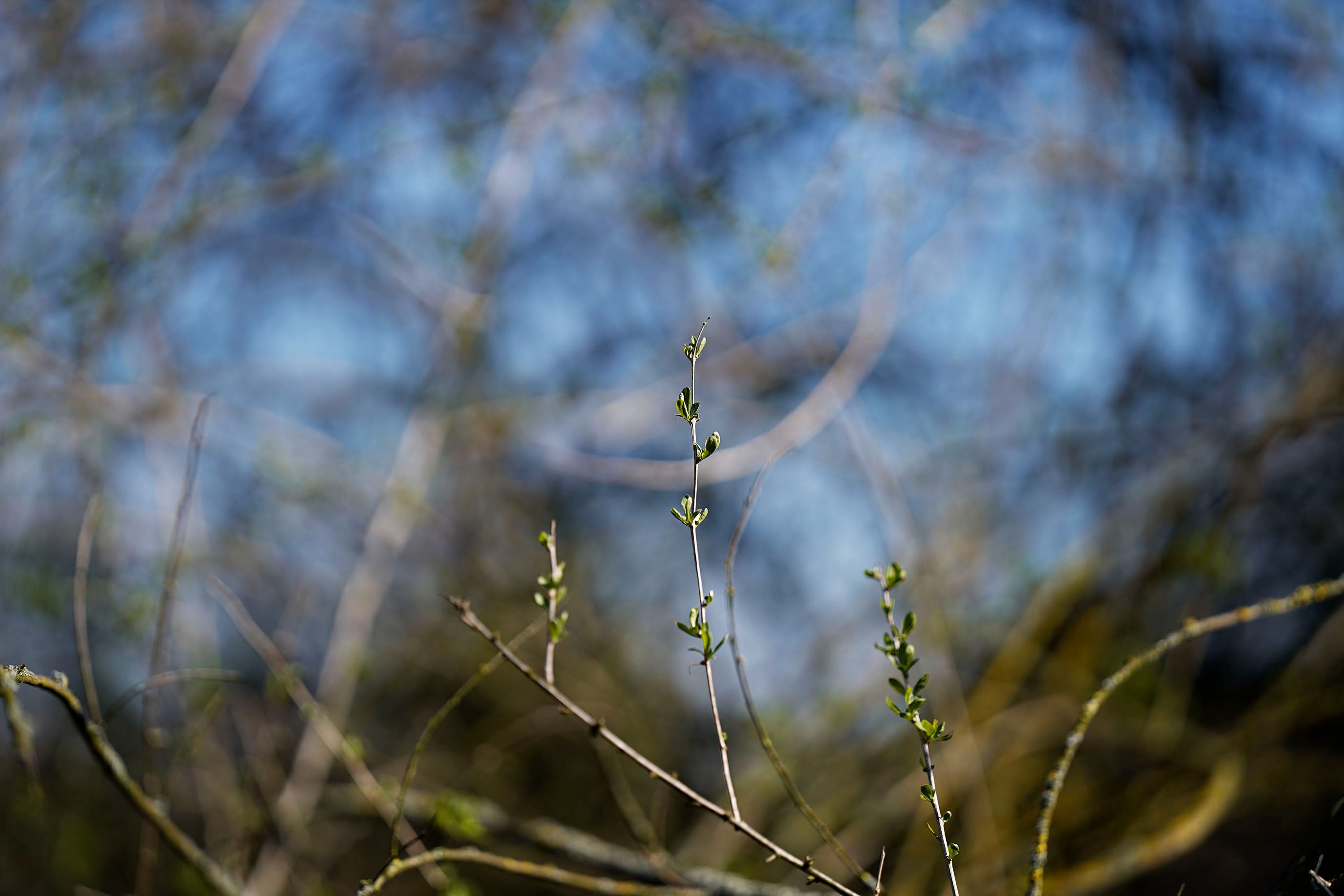 Samyang 135 garden 6.jpg