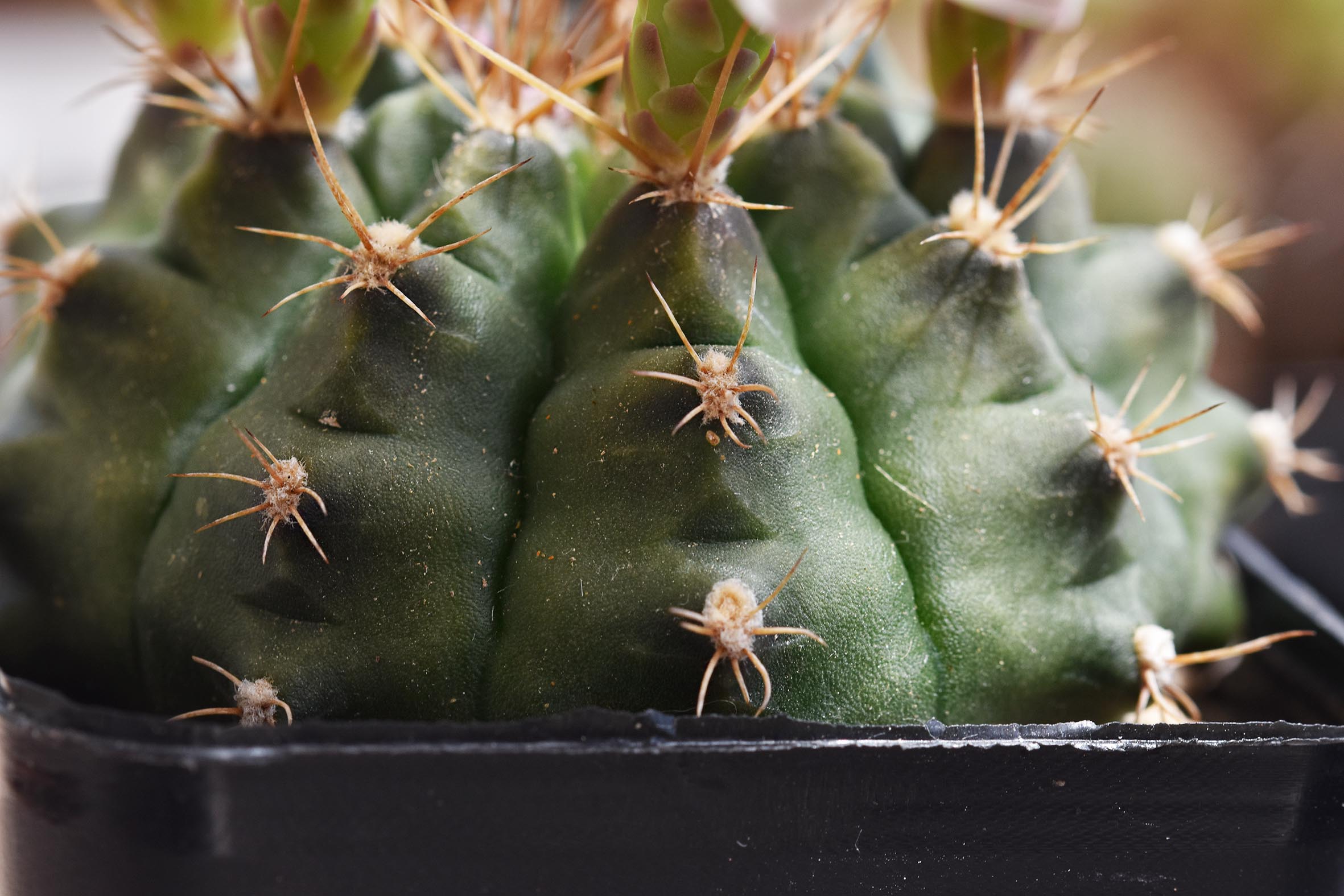 Gymnocalycium white flower 2025 10.jpg