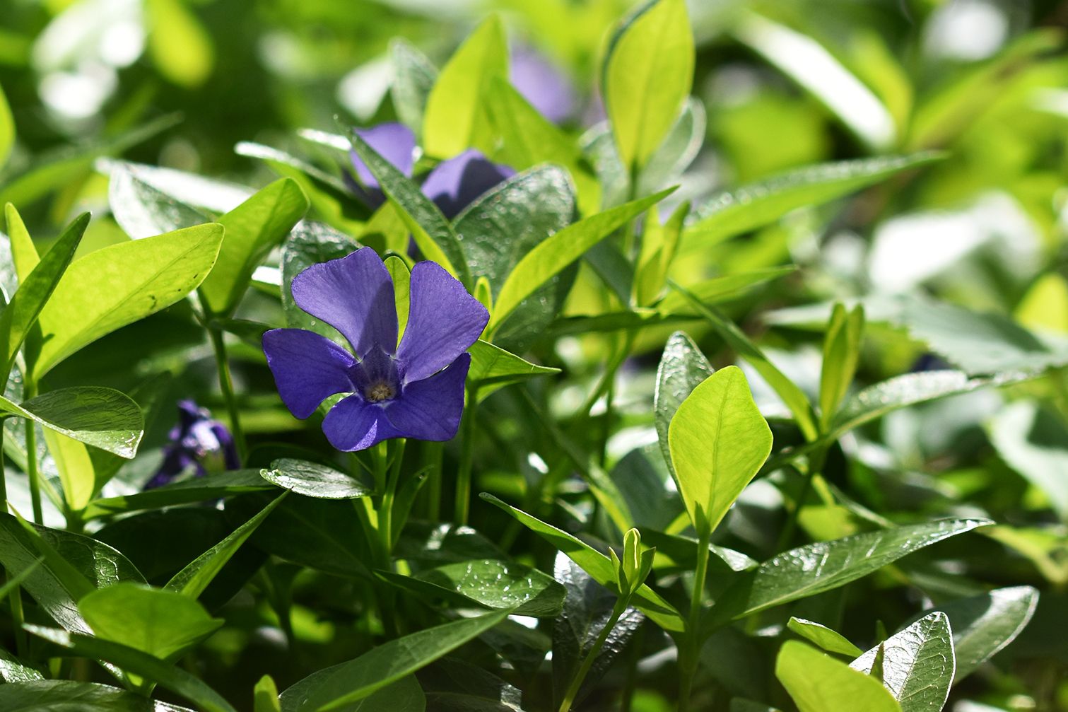periwinkle orchard 9.jpg