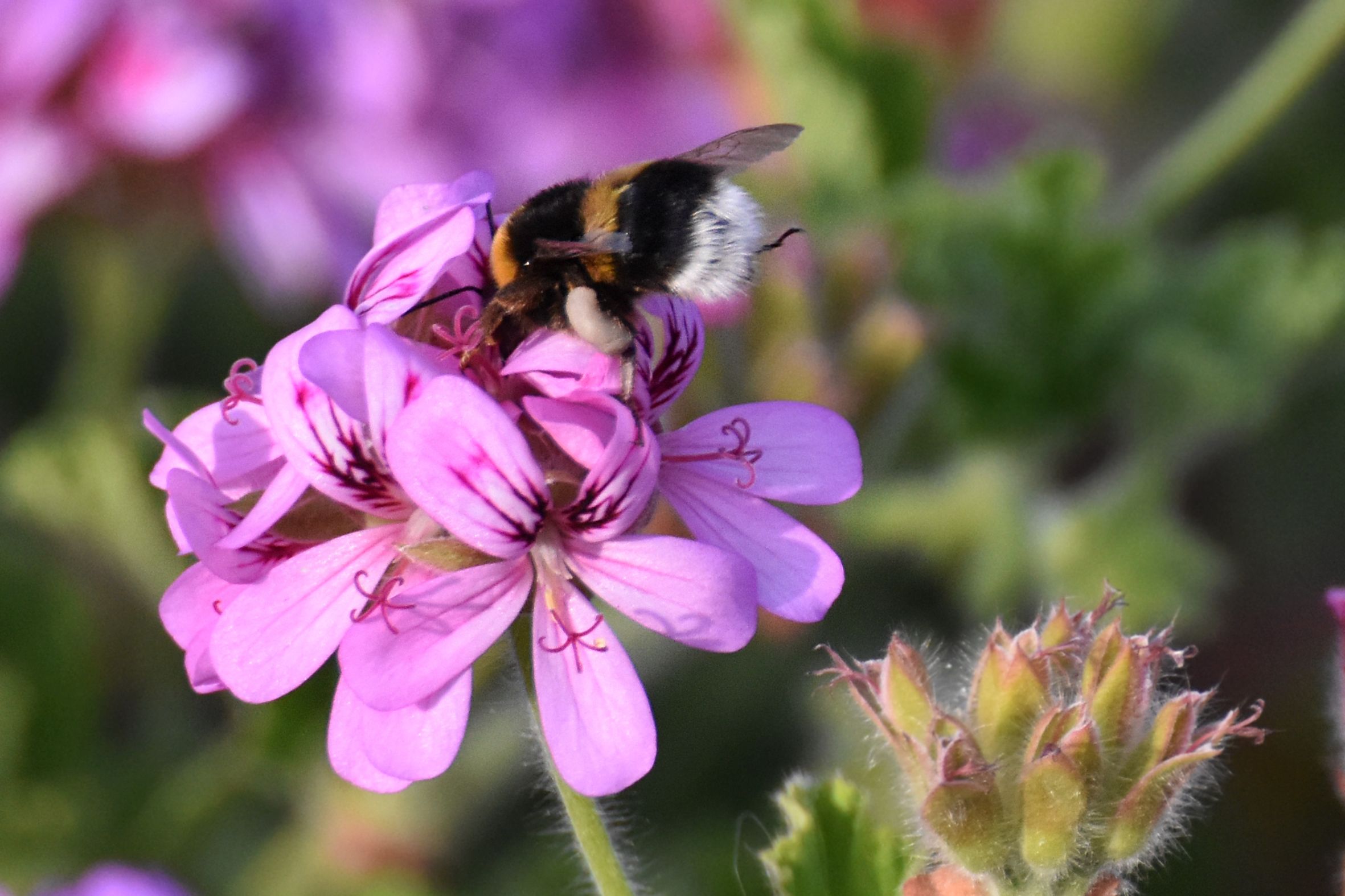 Bumblebee pelargonium 11.jpg