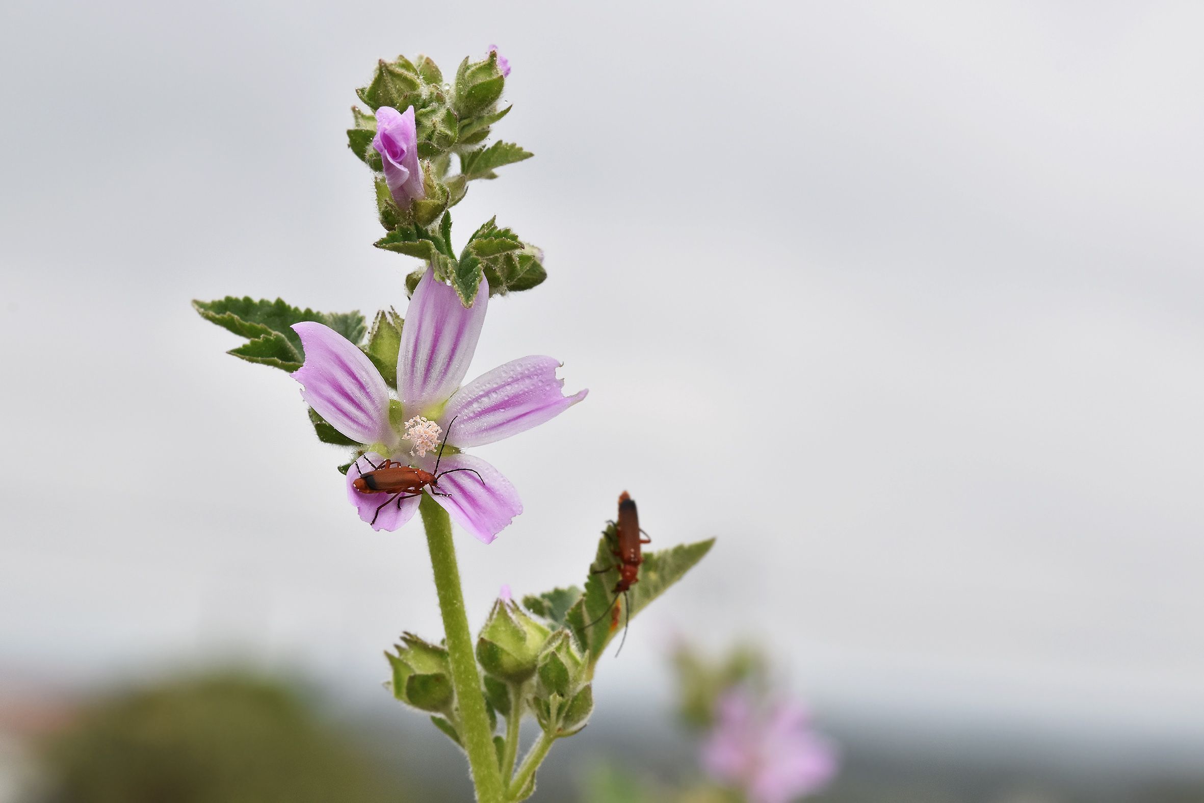 malva sylvestris Rhagonycha fulva beetle 2.jpg