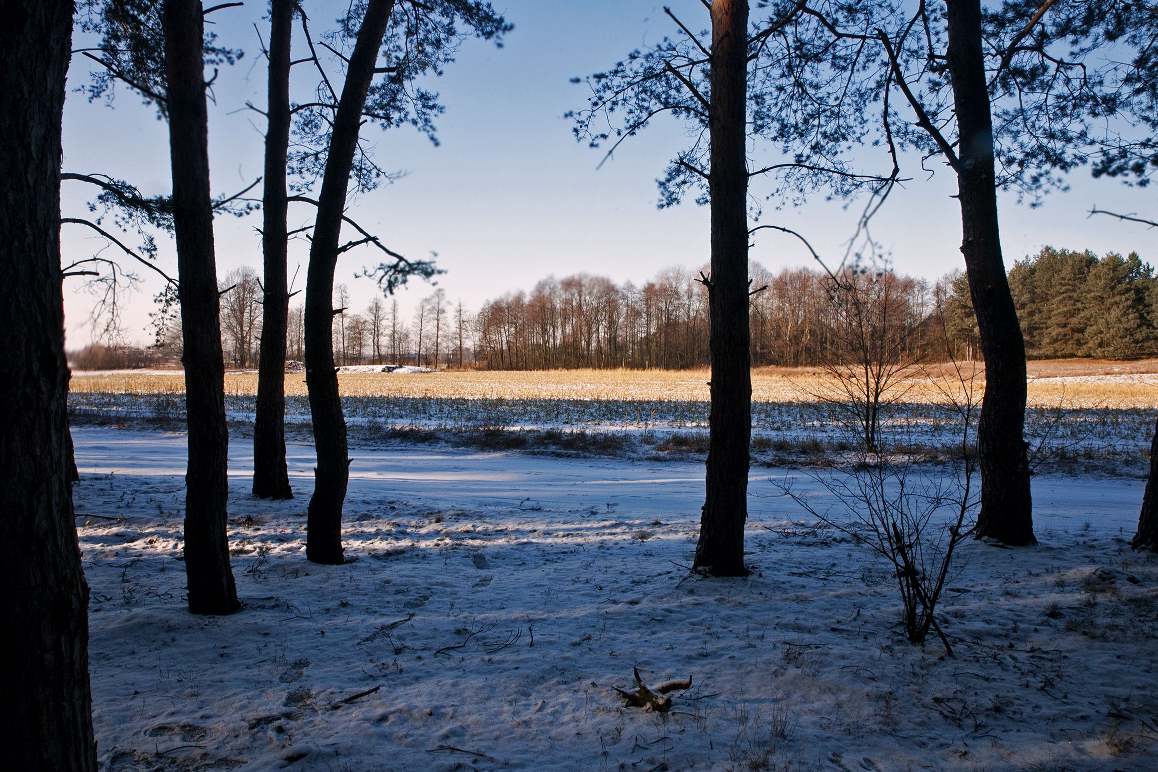 Glinianki winter walk 5.jpg