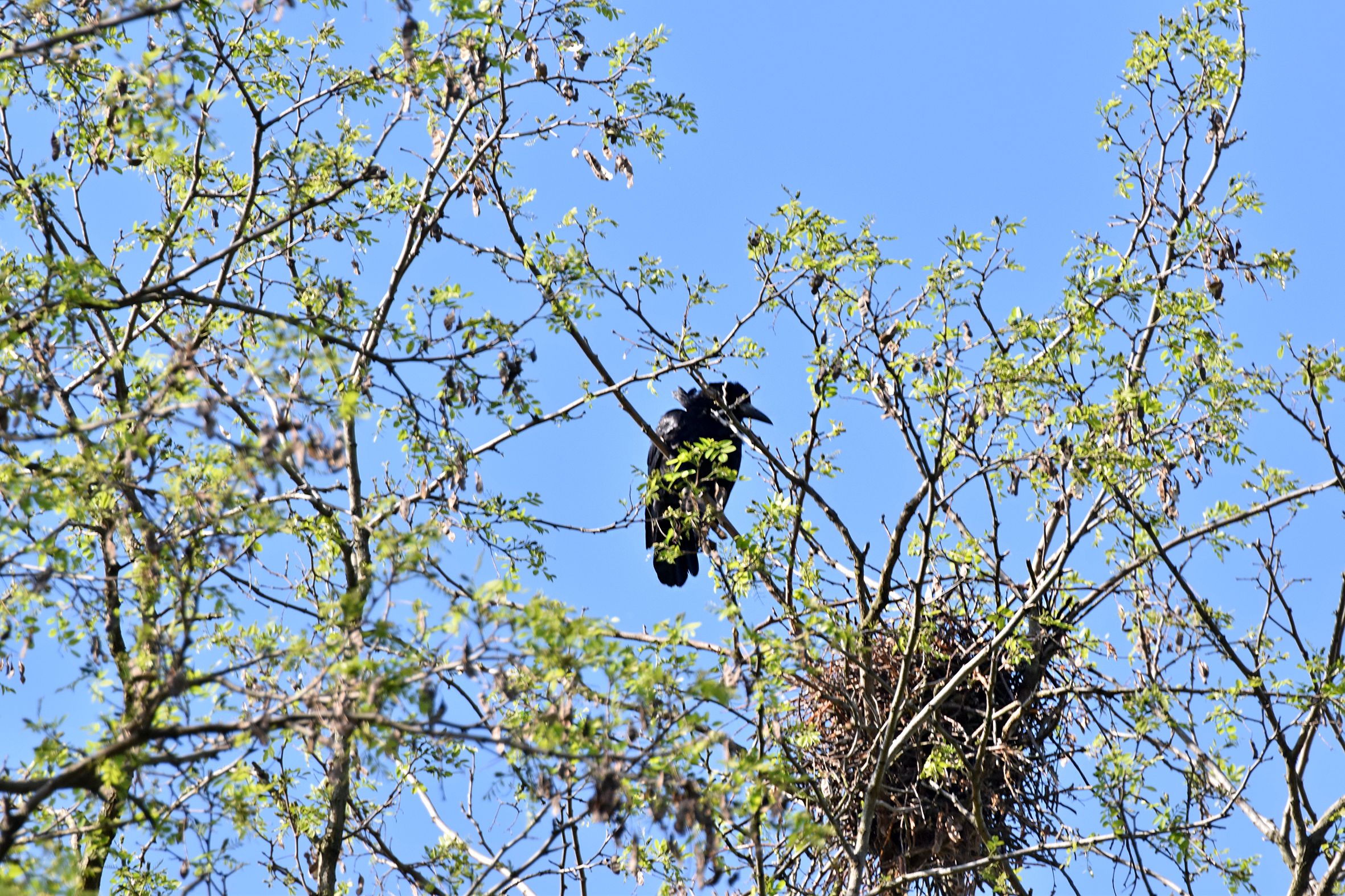 crow nests park 7.jpg