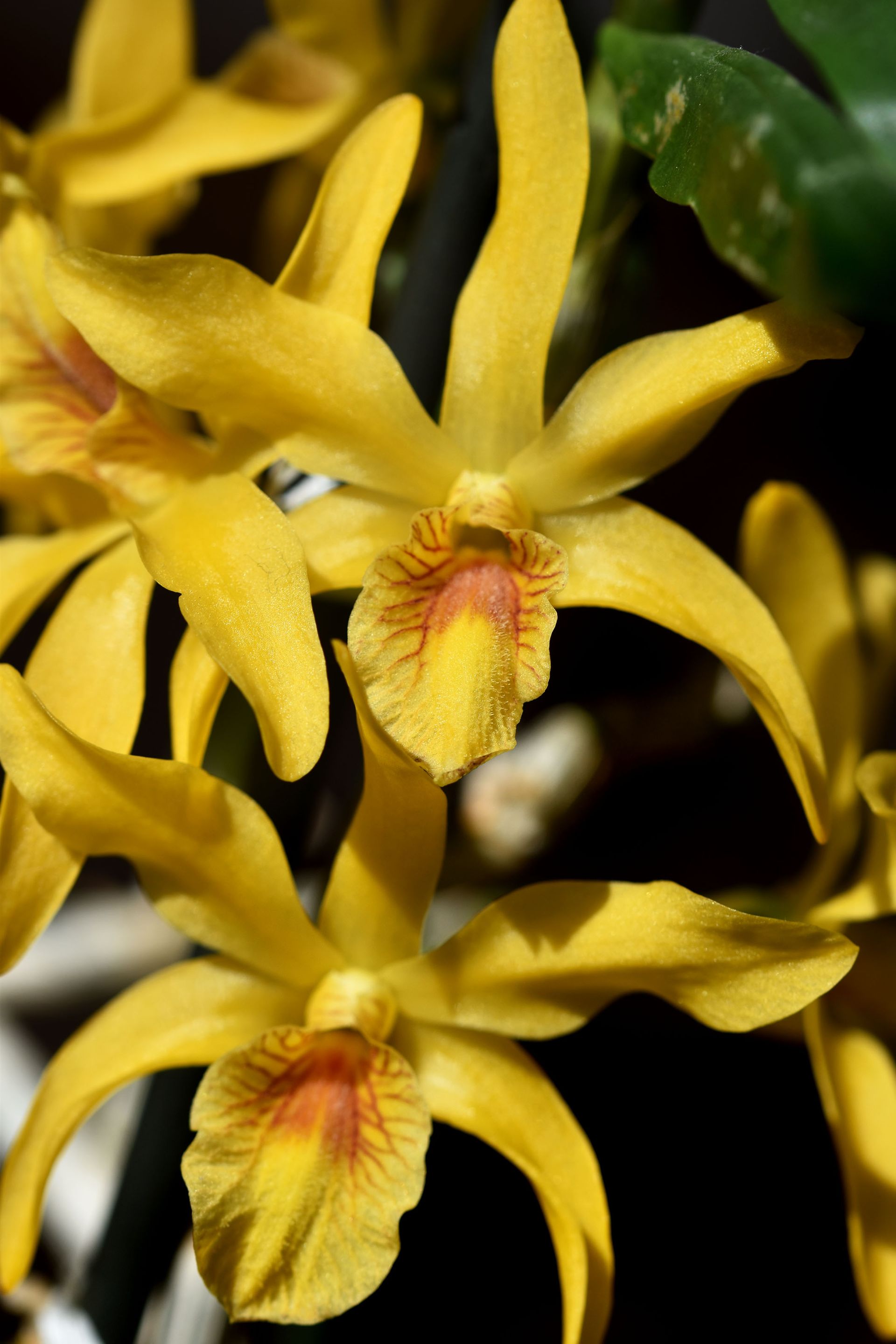 Dendrobium stardust chiyomi 2023 3.jpg