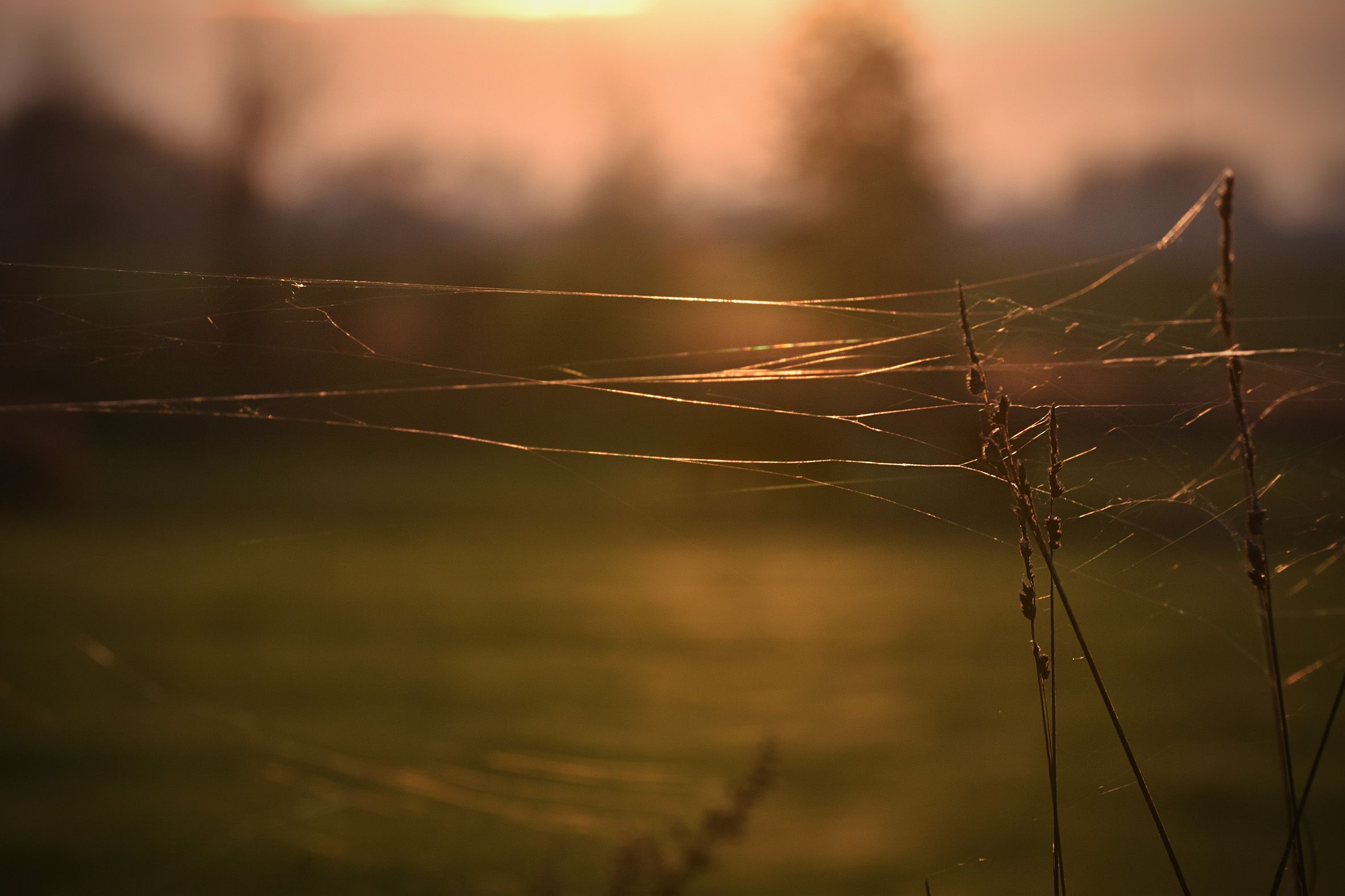 sunset autumn webs 7.jpg
