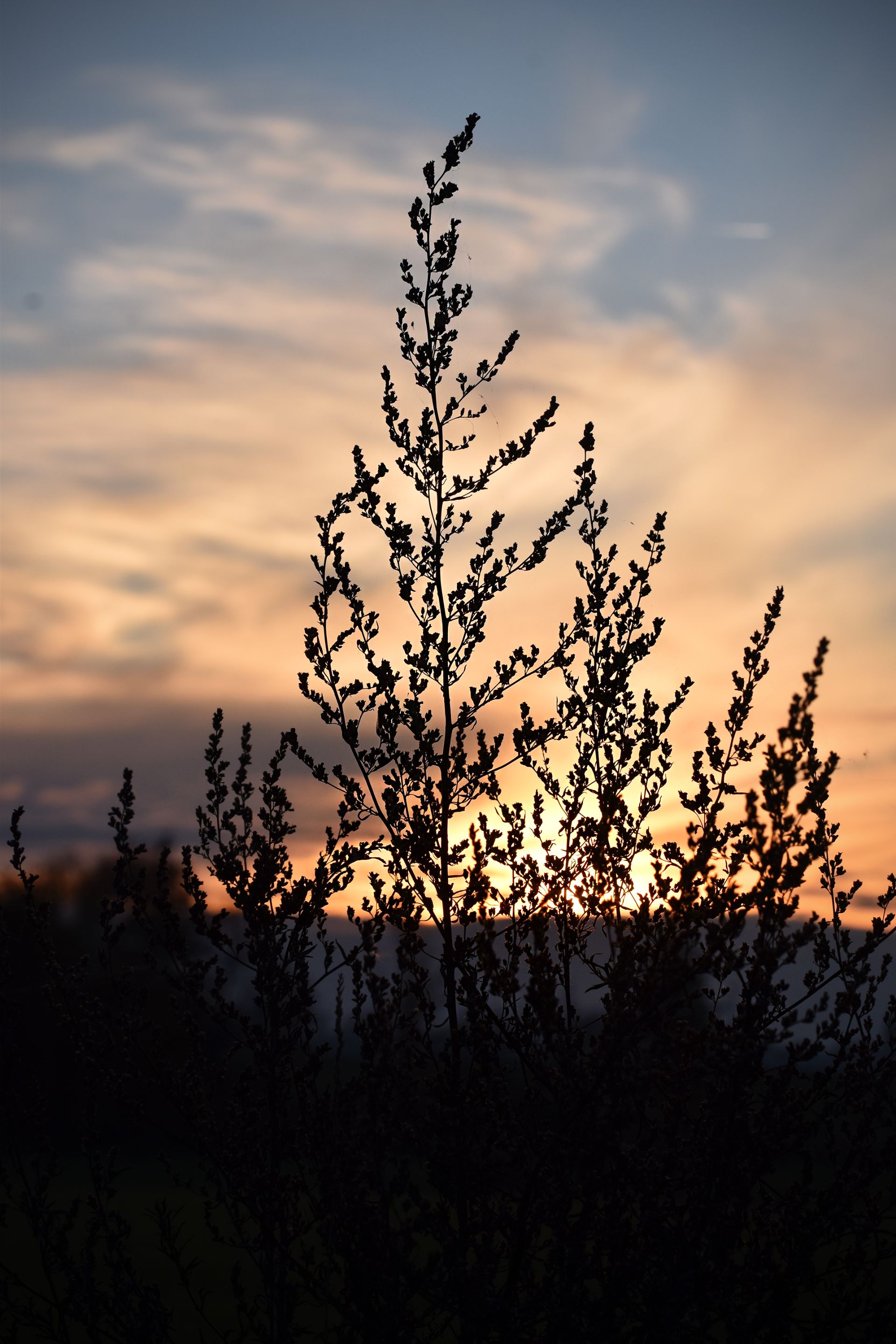 silhouette sunset pl 8.jpg