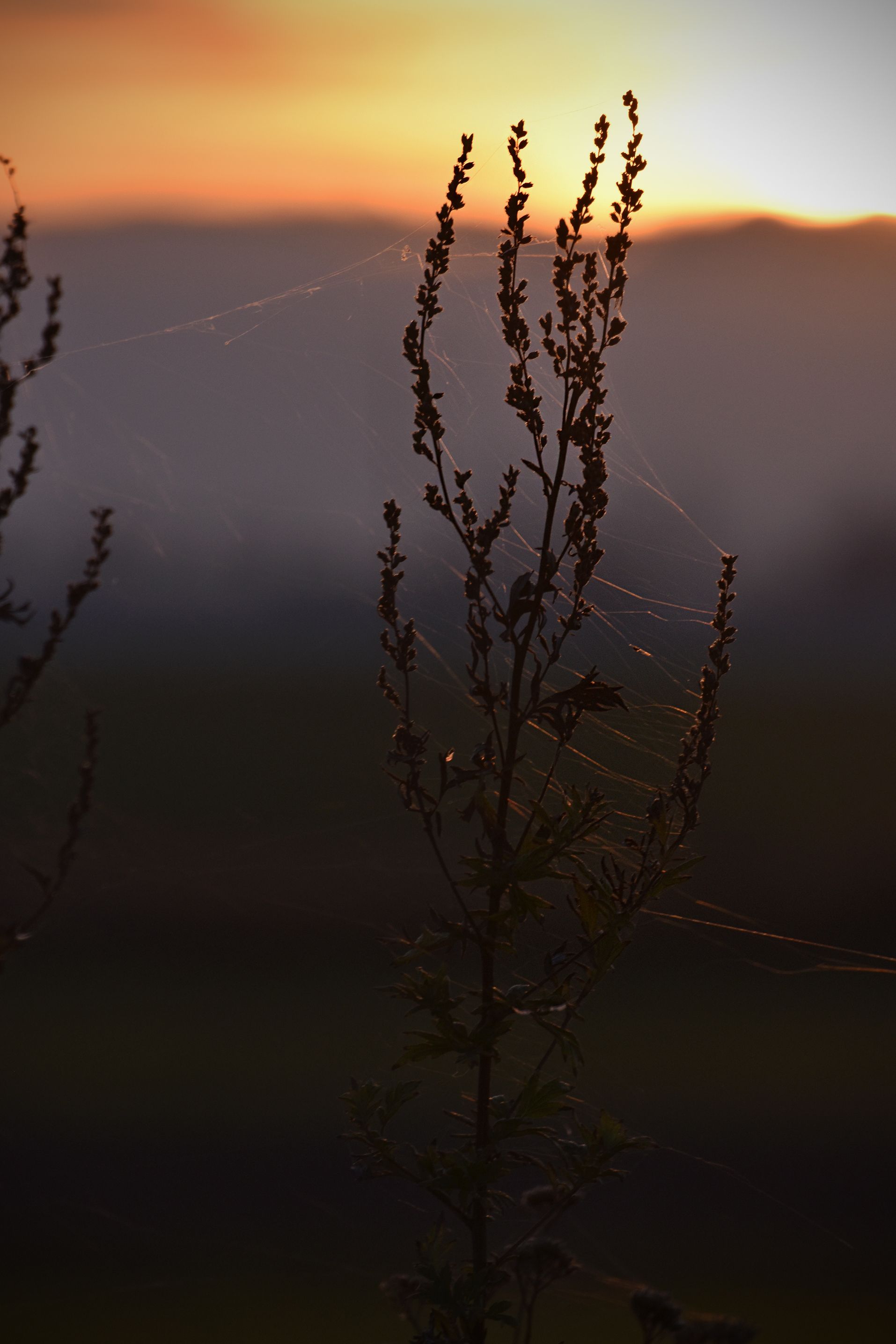 silhouette sunset pl 3.jpg