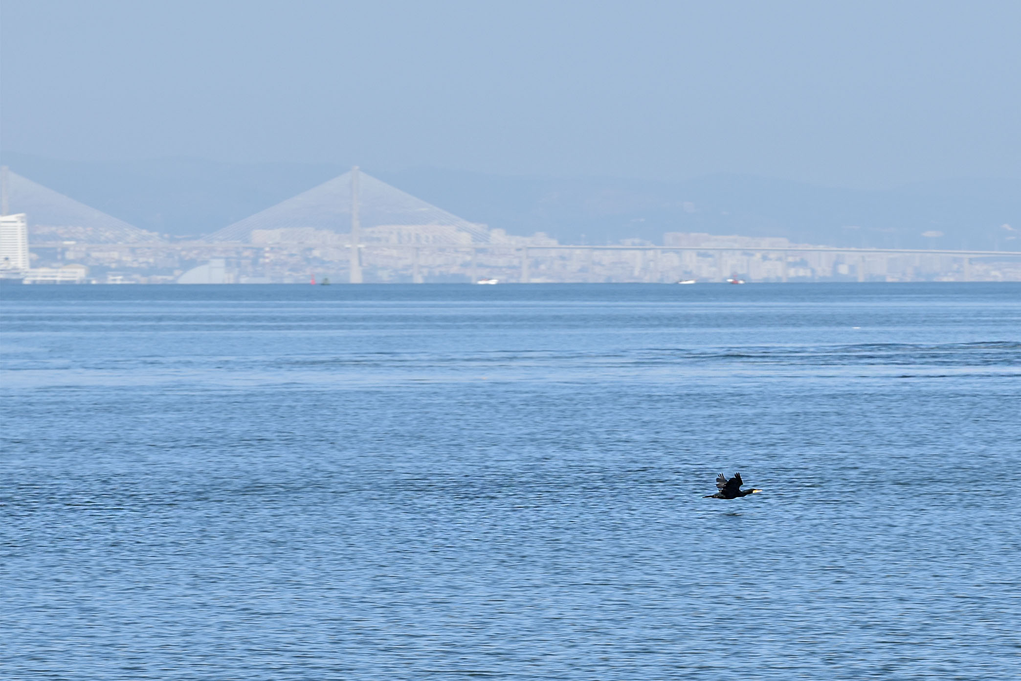 bay birds cormorant.jpg