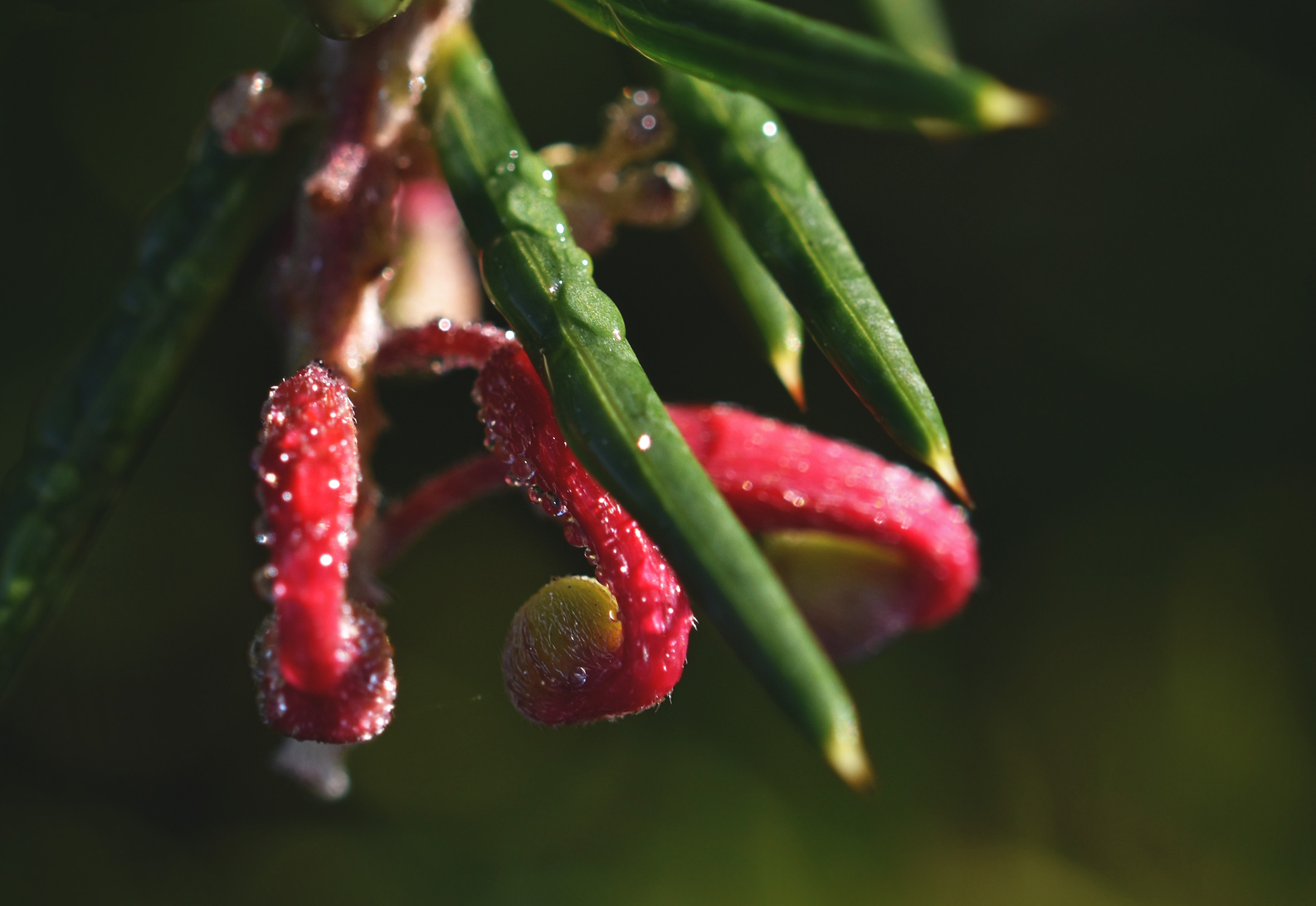 red no id flower shrub 1.jpg