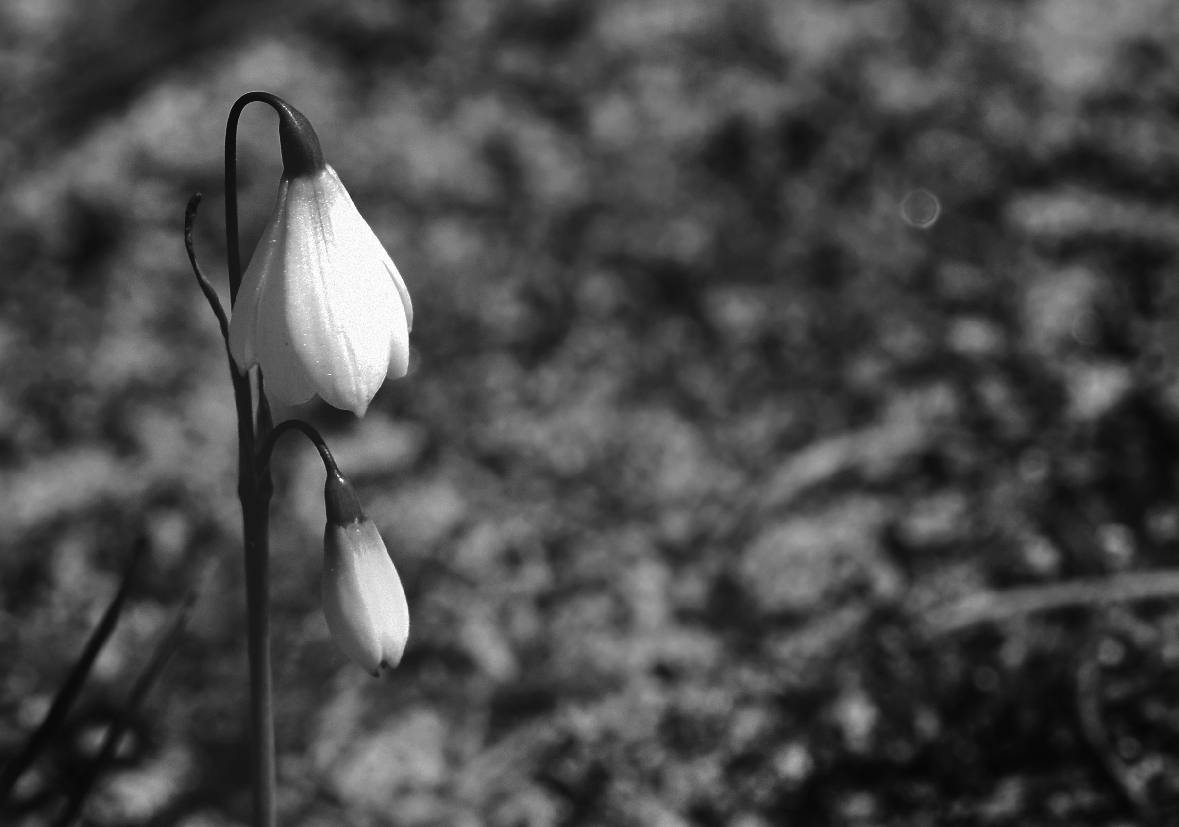 Leucojum trichophyllum widlflower 1 bw.jpg