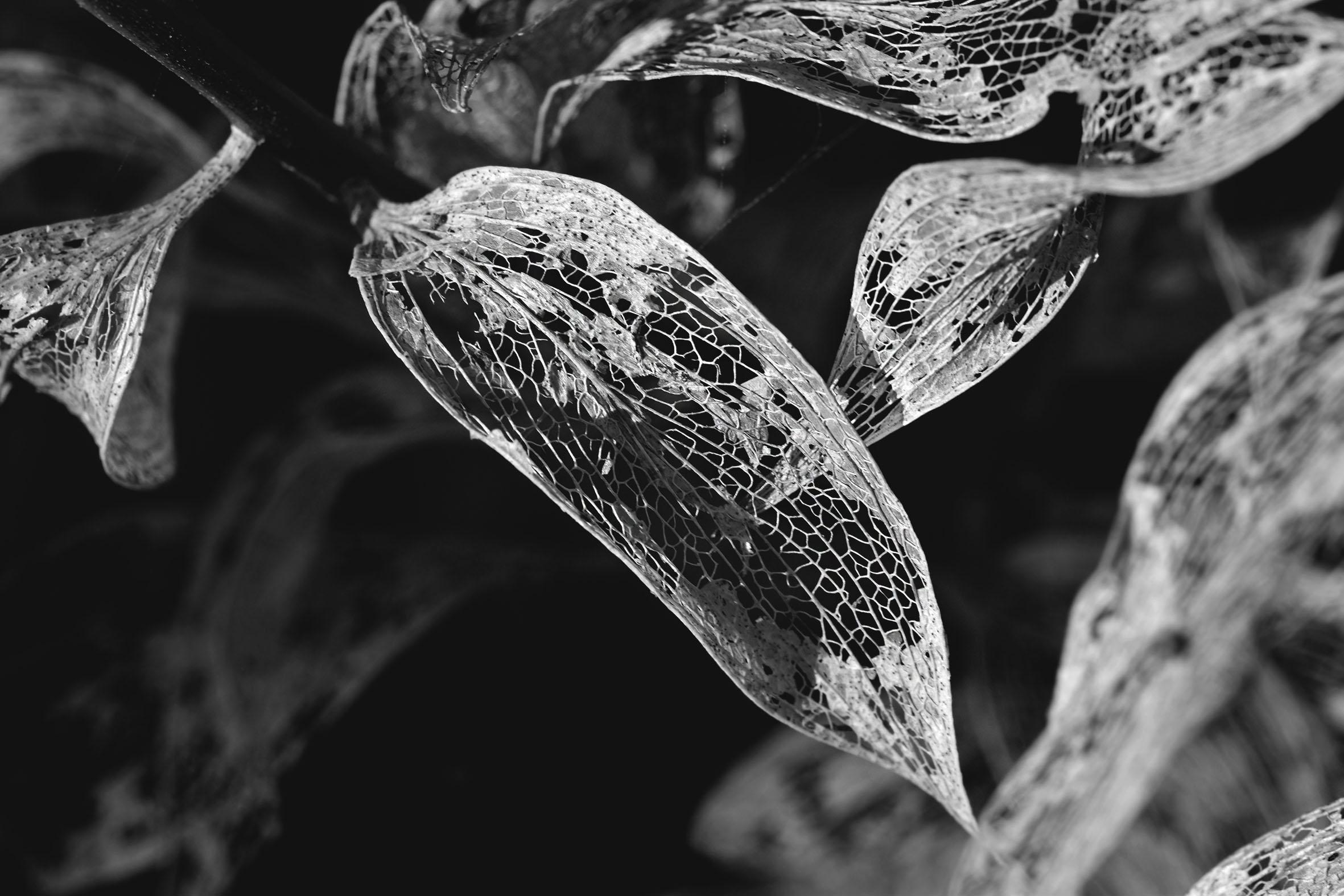 leaf lace drystuff bw 5.jpg