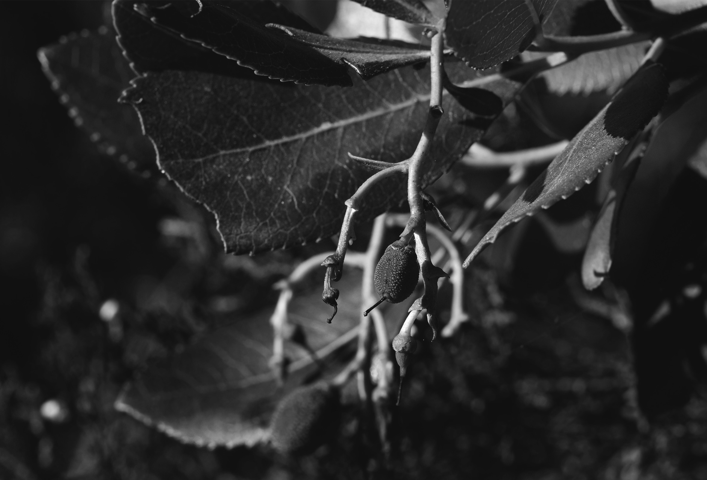 fruit and leaf no id bw.jpg