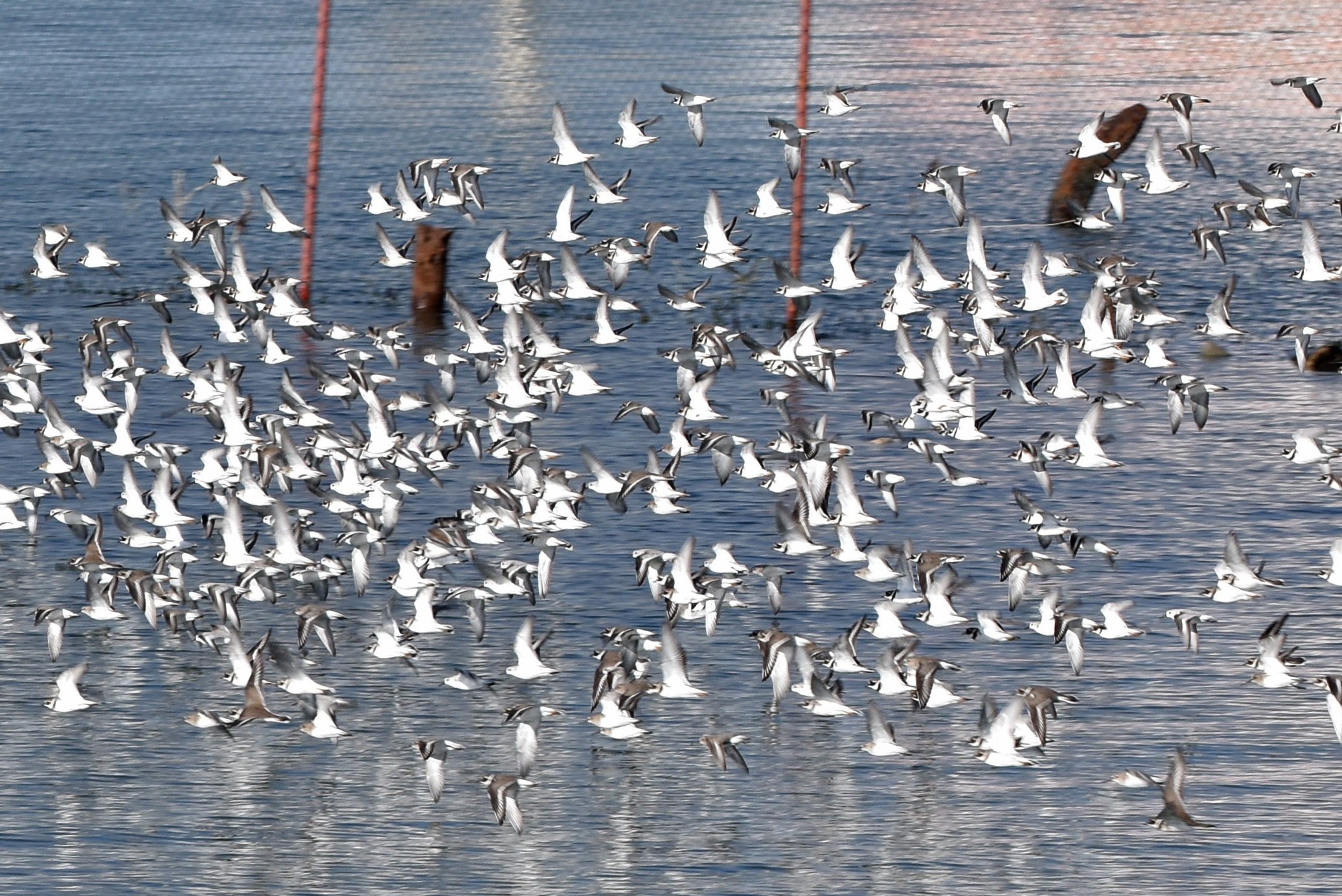 birds ruddy turnstone race 1.jpg