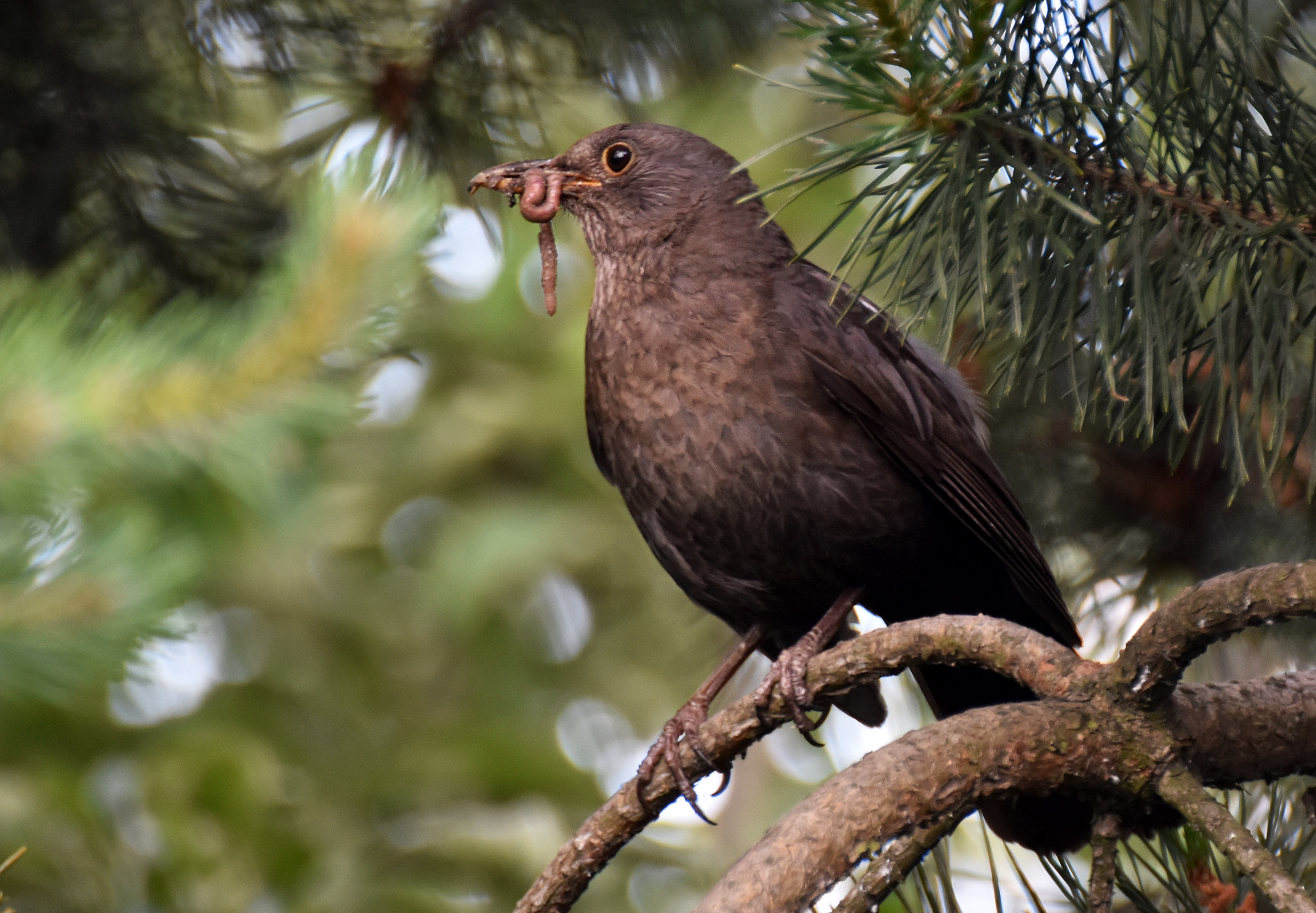 blackbird female worms 1.jpg