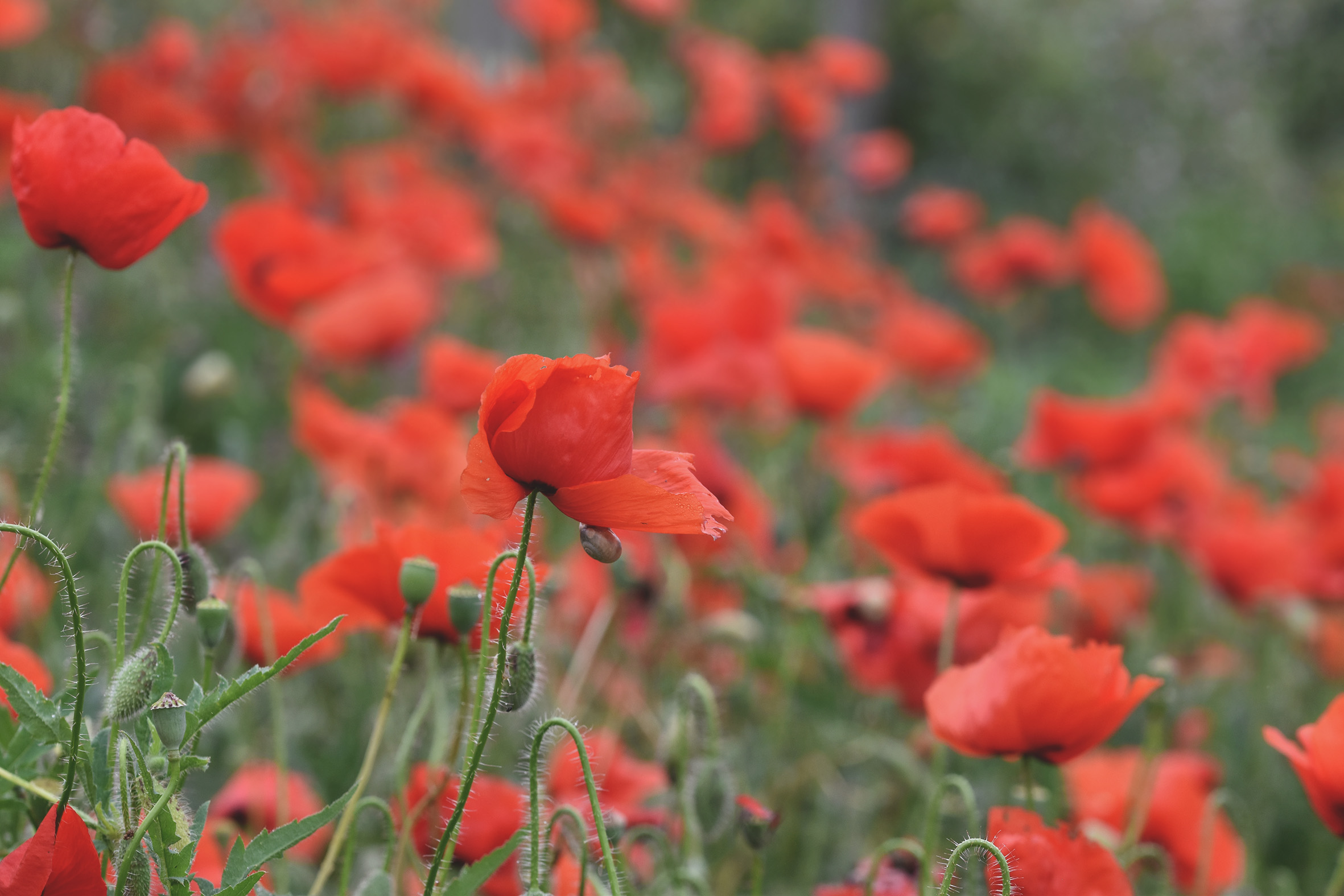 poppy field 3.jpg