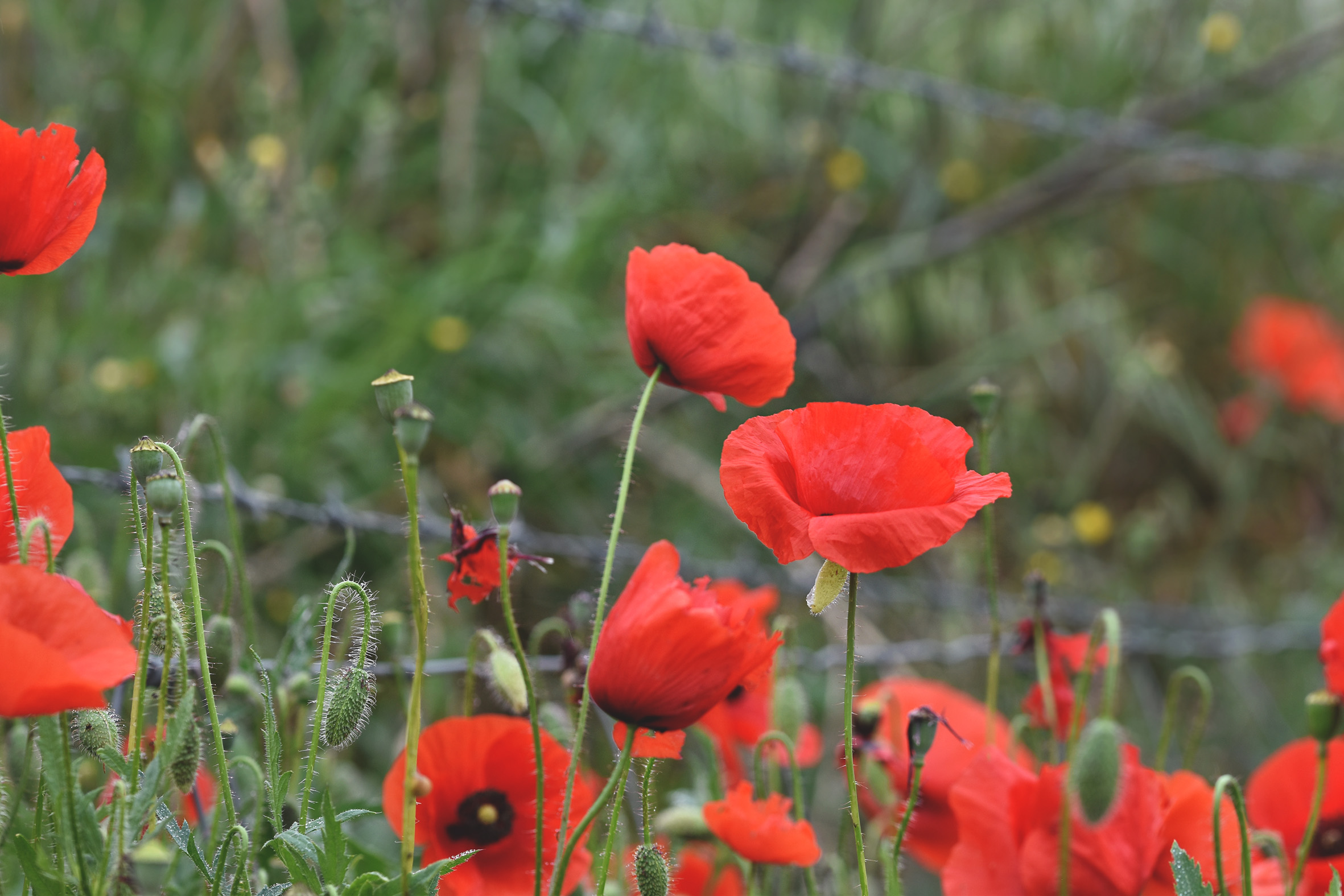 poppy field 4.jpg