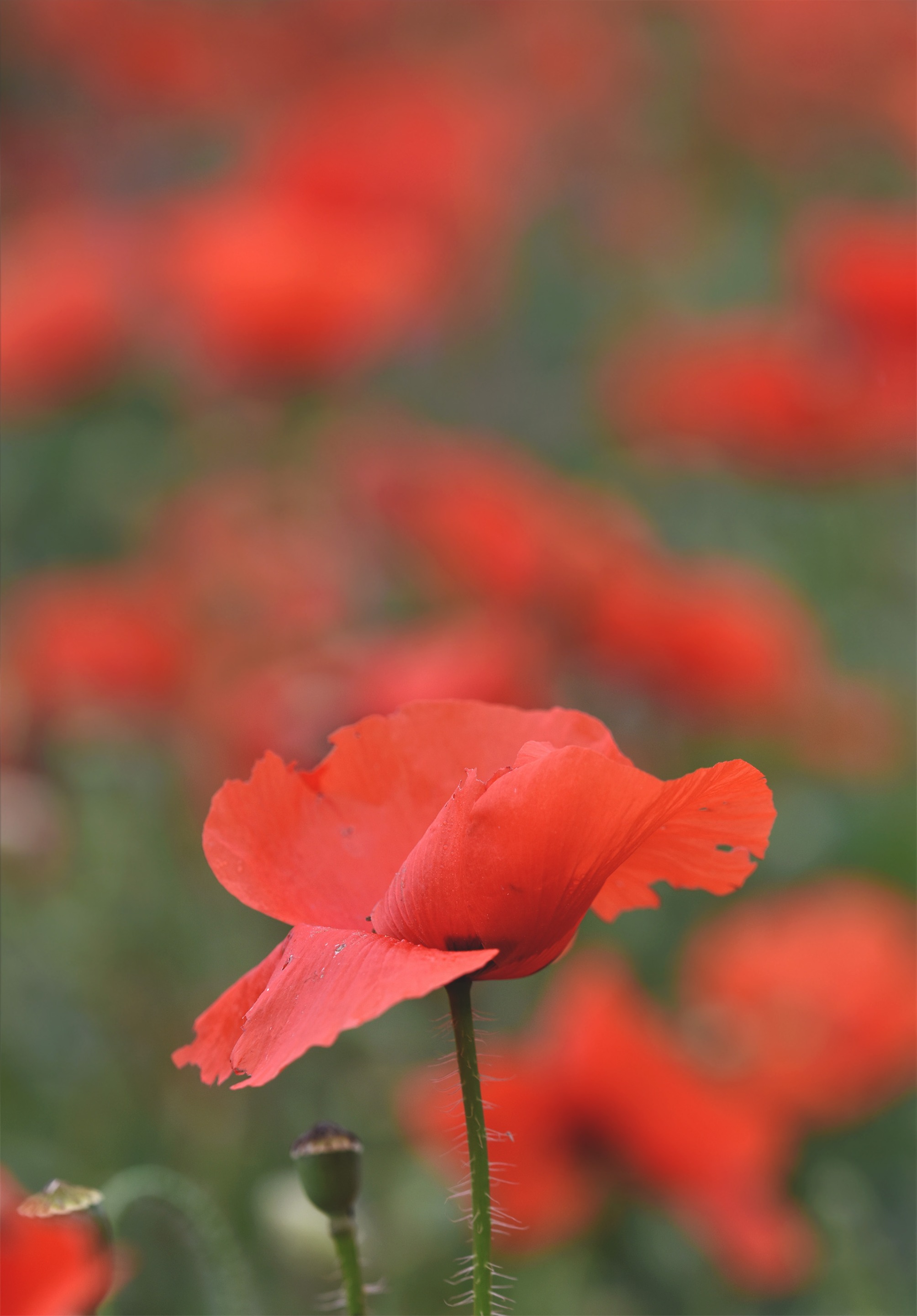 poppy field 6.jpg
