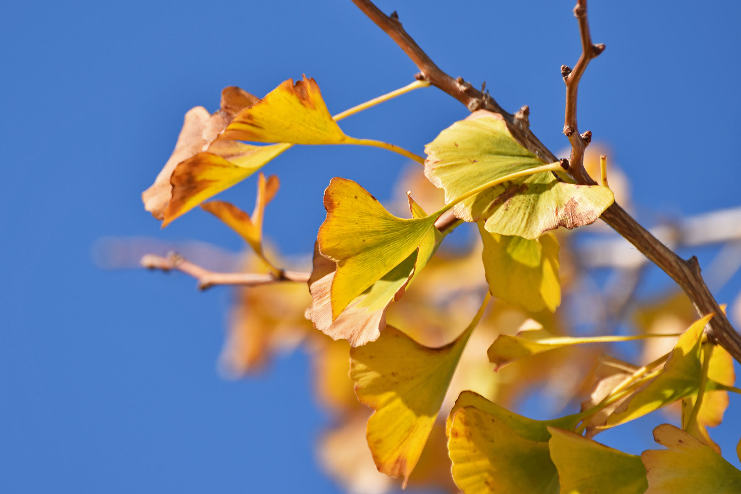 ginkgo autumn leaves 2.jpg