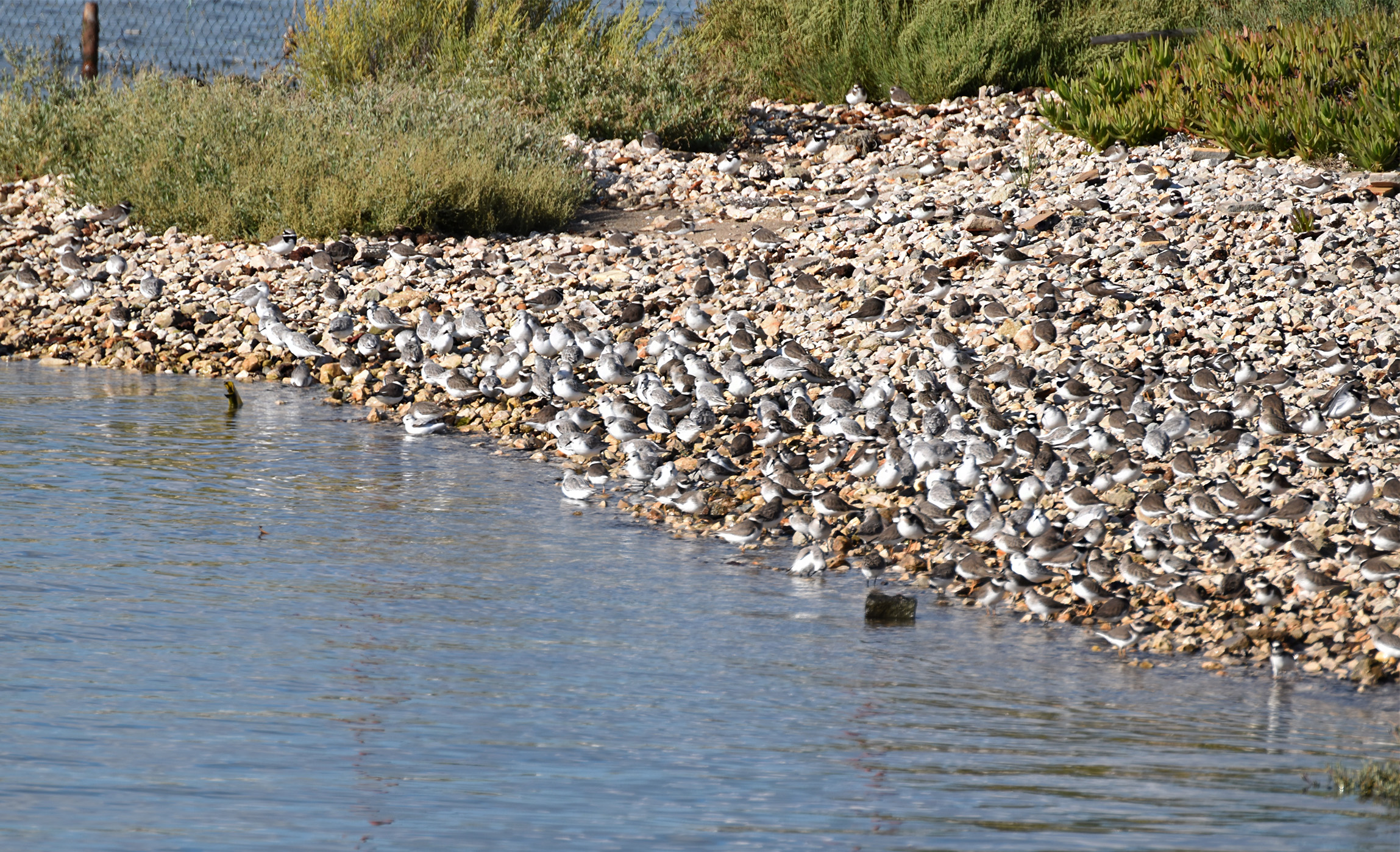 ruddy turnstone bay.jpg