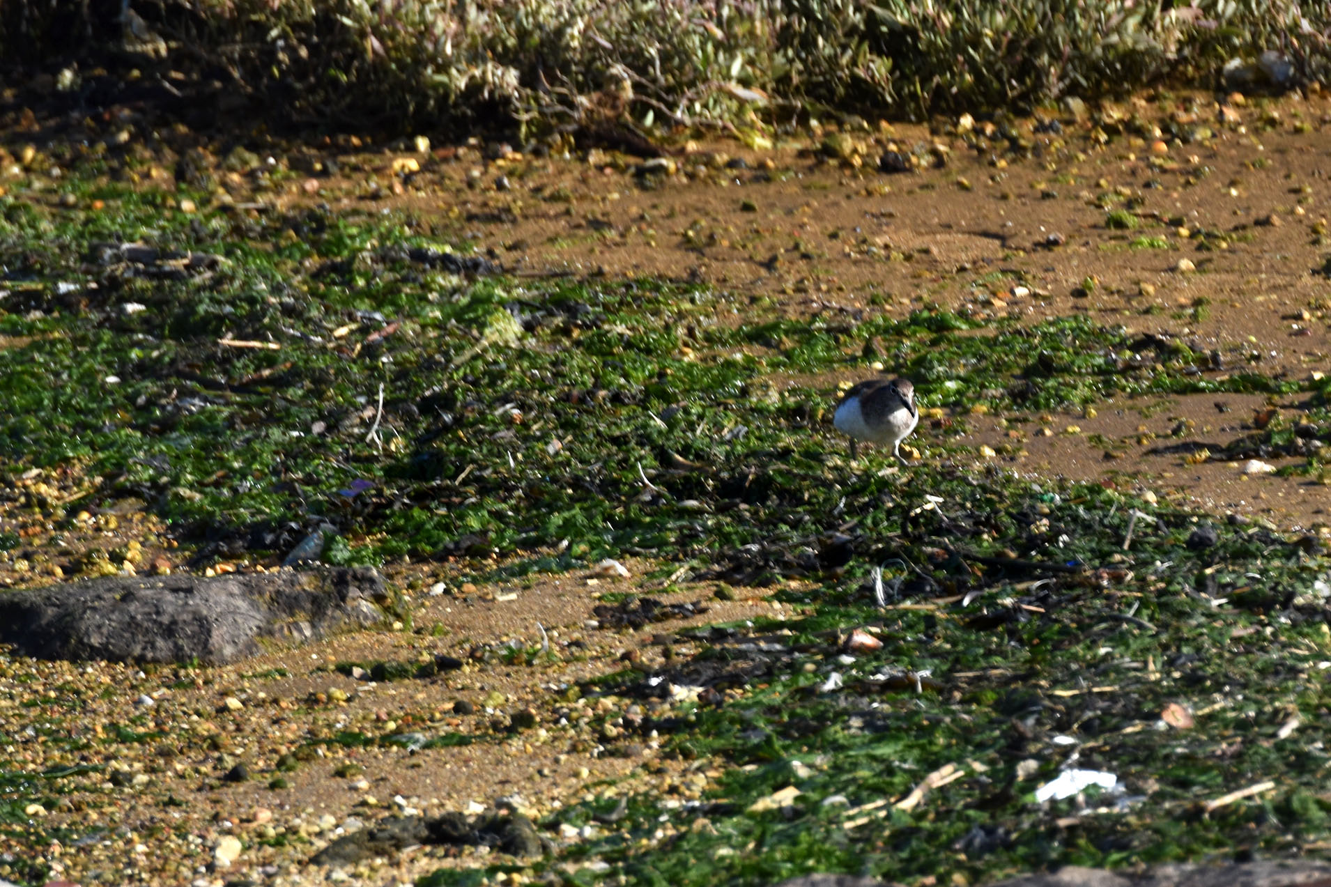 bay birds ruddy turnstone 3.jpg