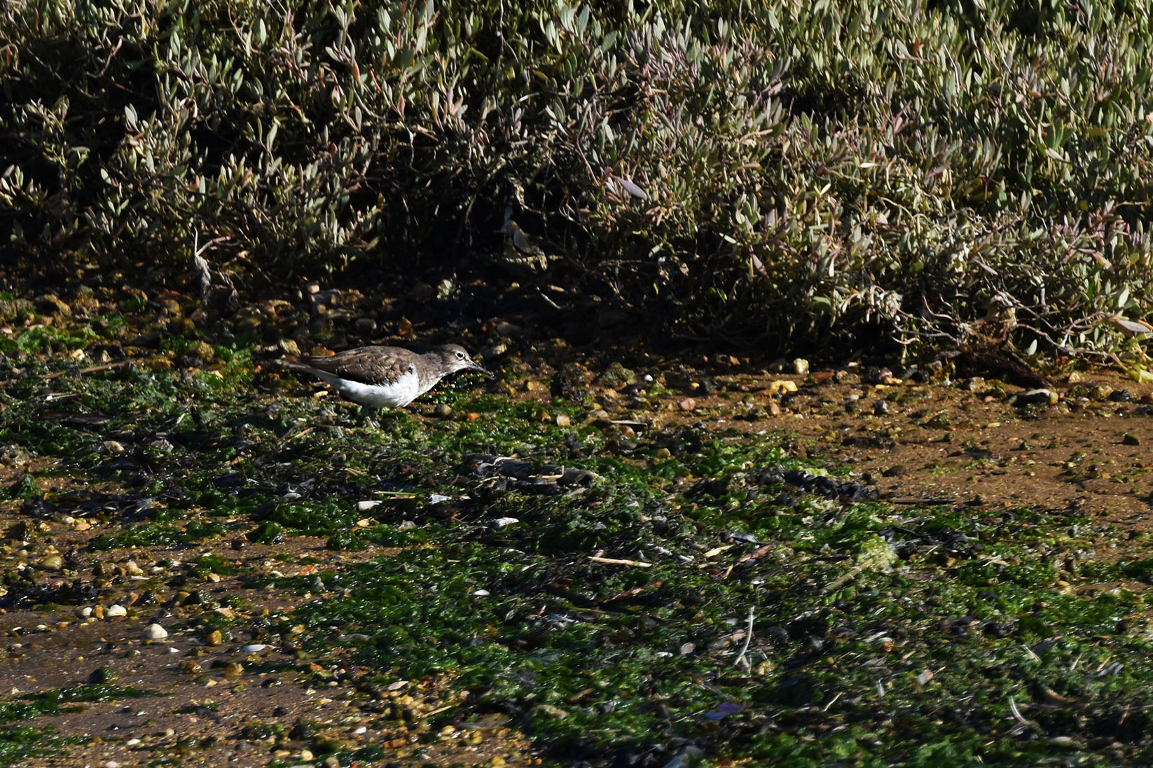 bay birds ruddy turnstone 4.jpg