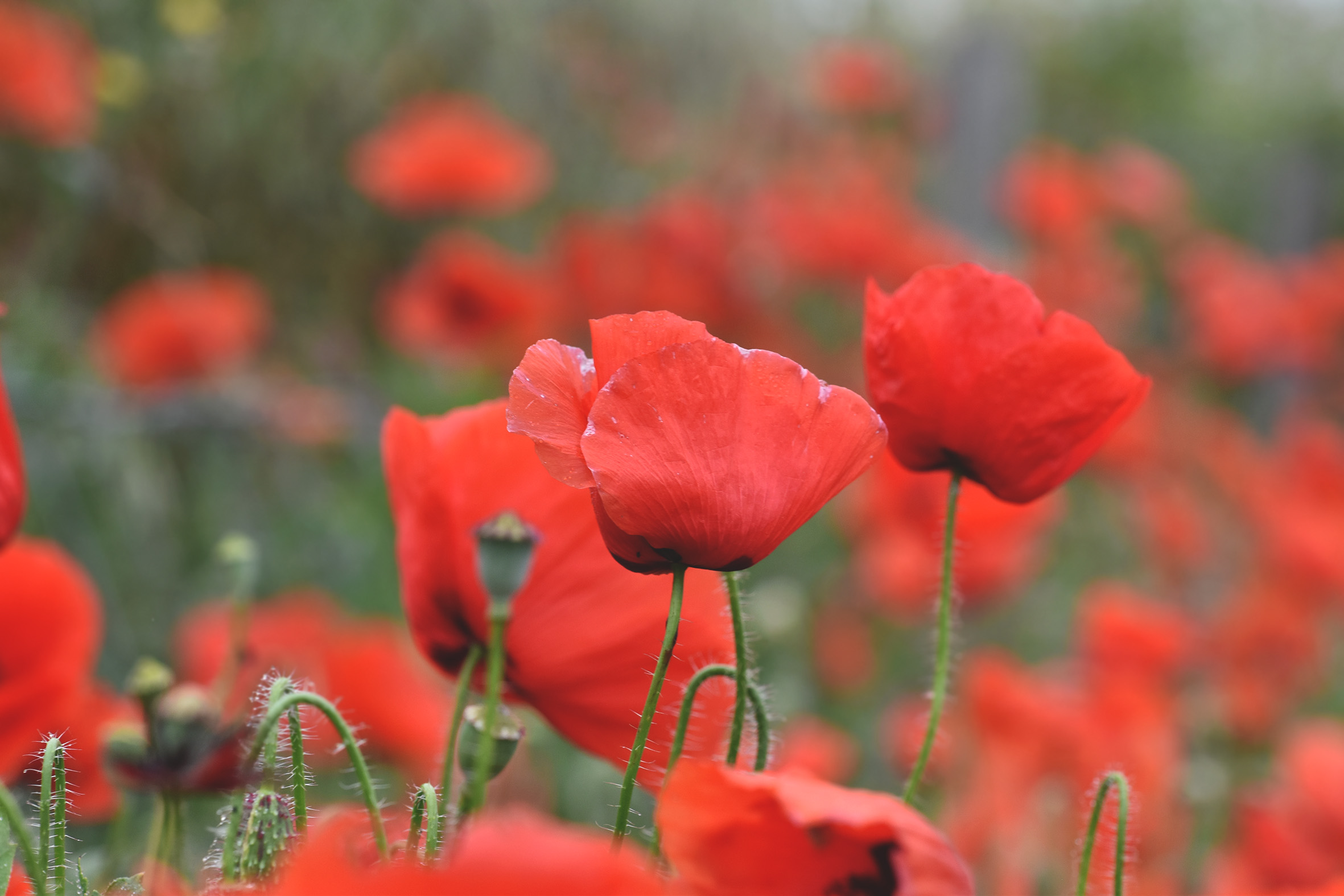 poppy field 2.jpg