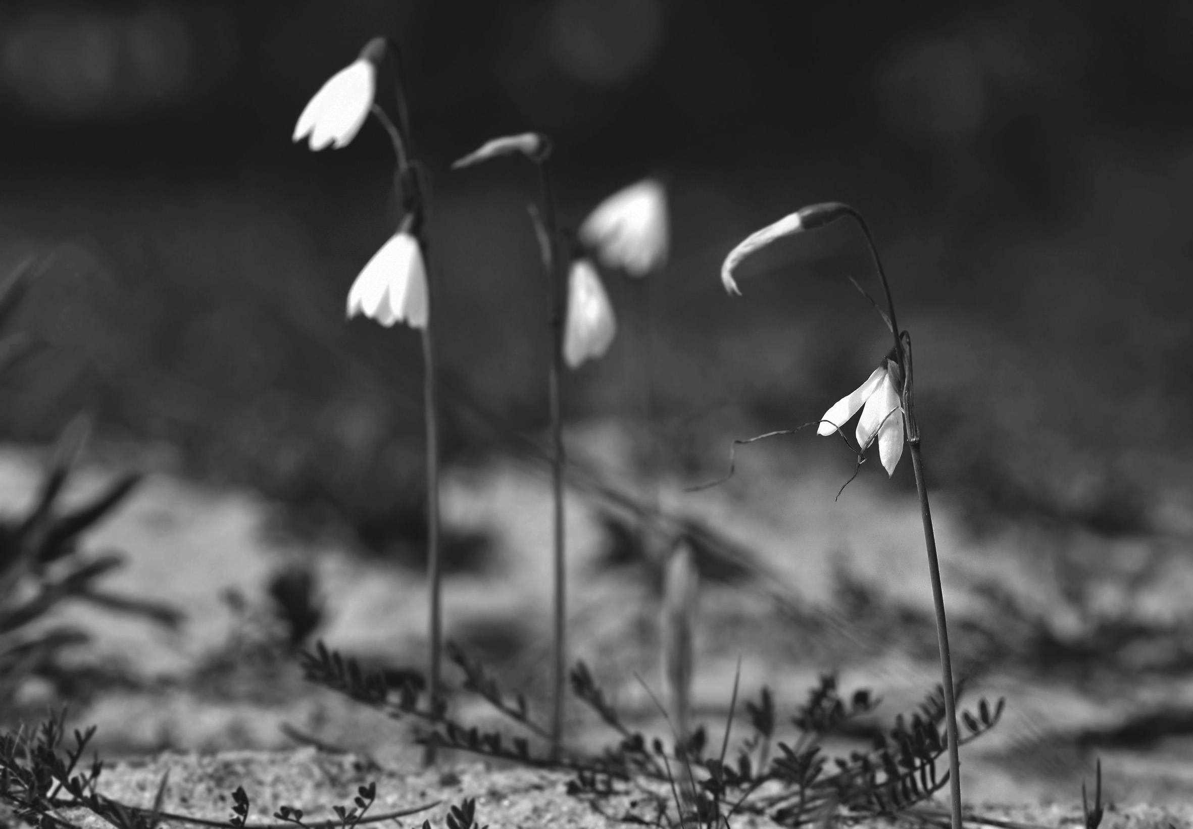 Leucojum trichophyllum wildflower bw 3.jpg
