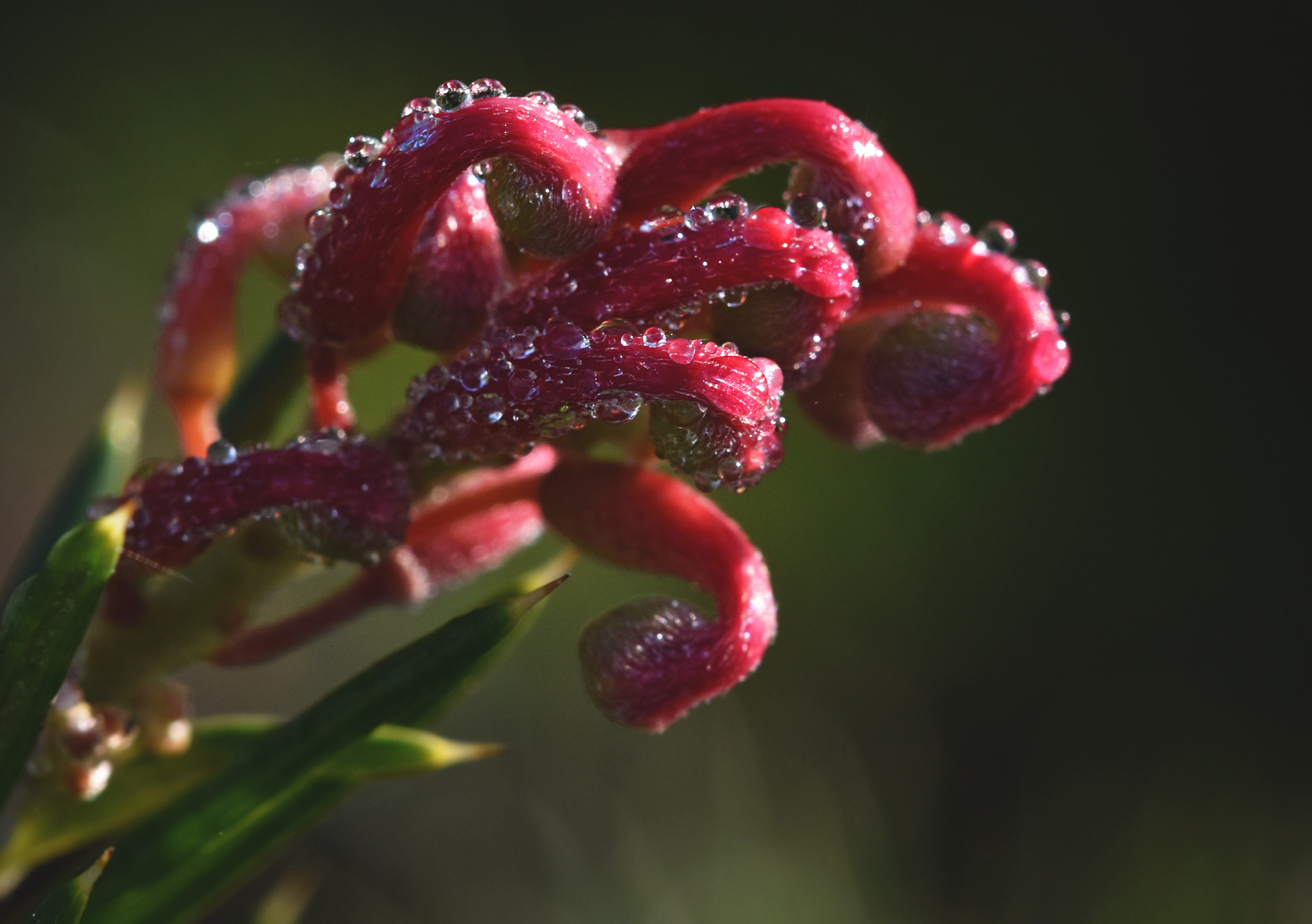 red no id flower shrub 4.jpg