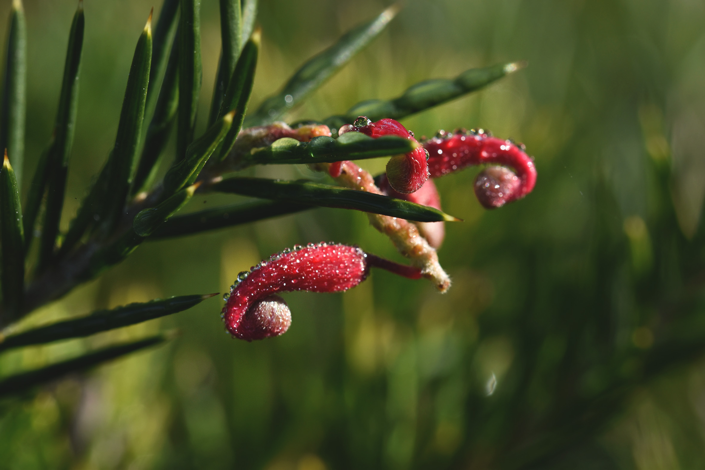 red no id flower shrub 6.jpg