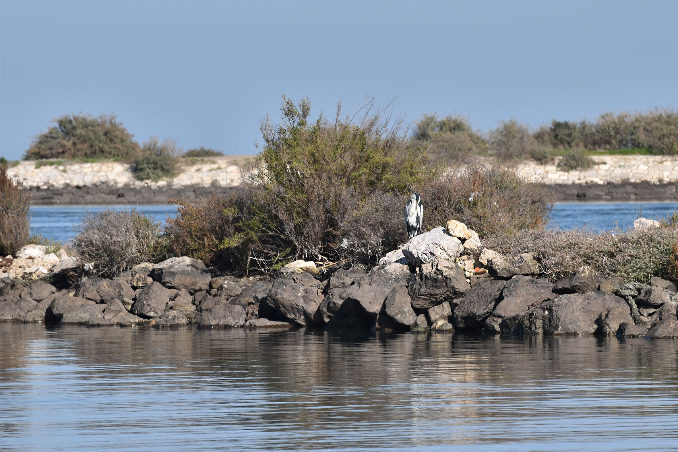 bay birds grey heron.jpg