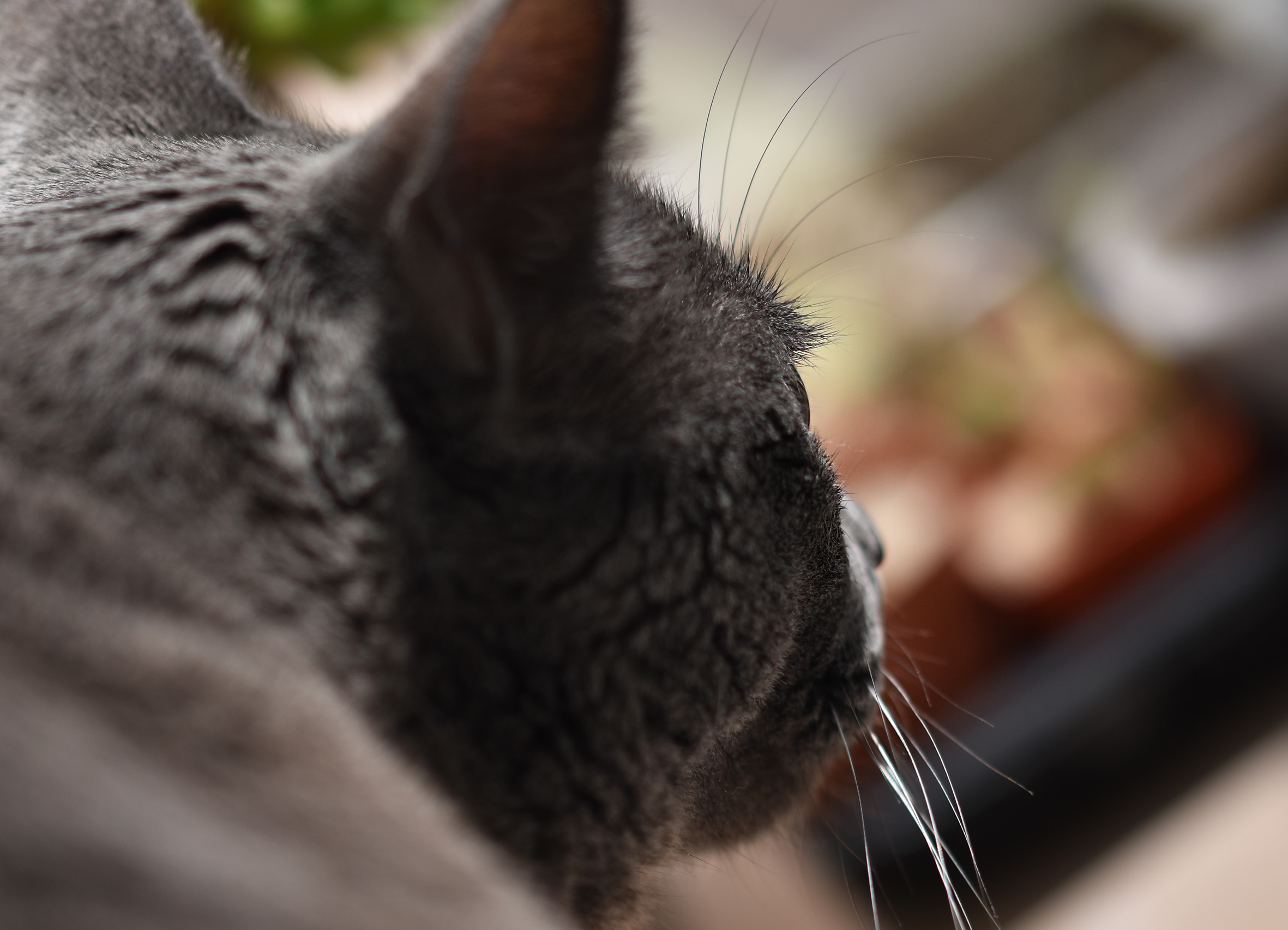 suzi back head 2.jpg
