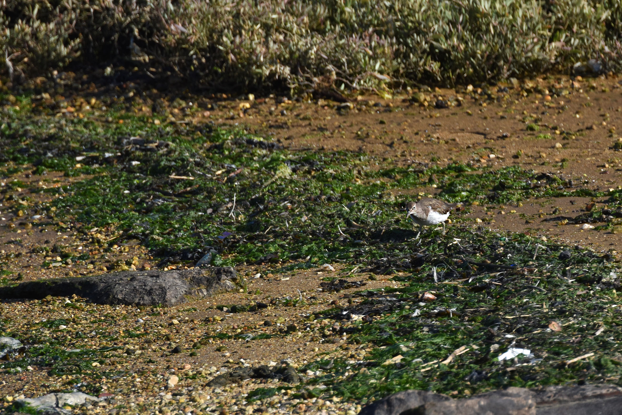bay birds ruddy turnstone 2.jpg