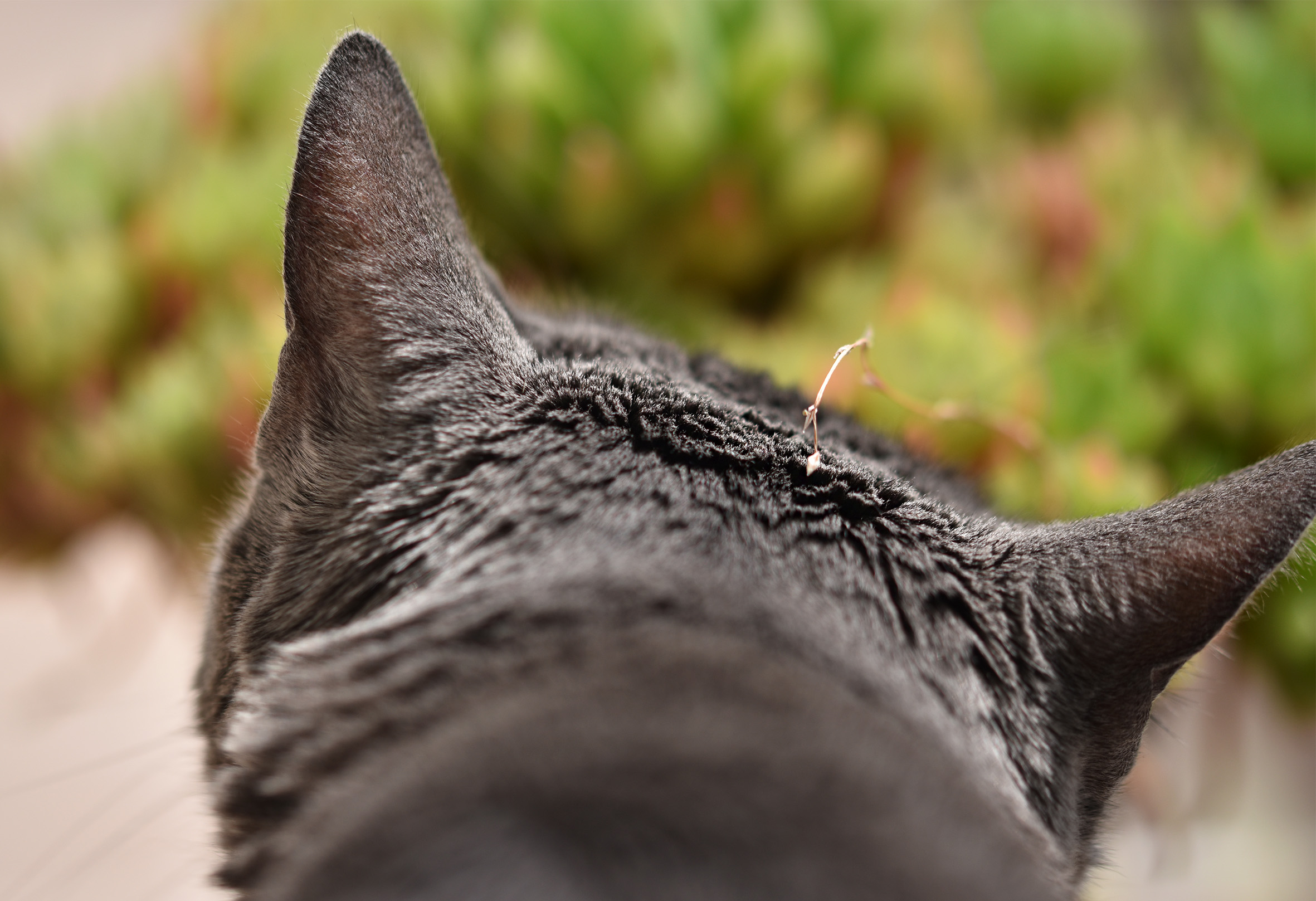suzi back head 1.jpg