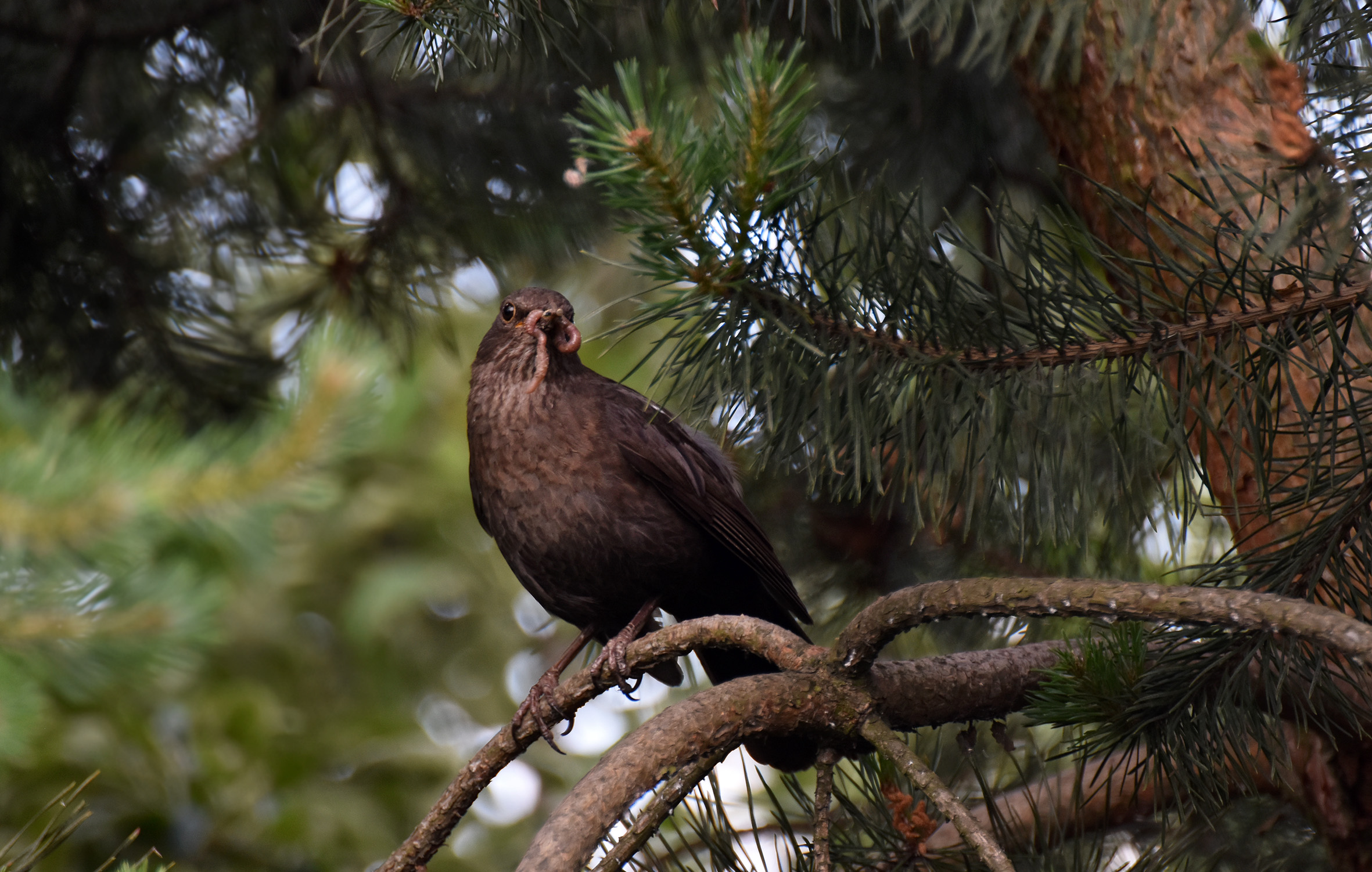 blackbird female worms 2.jpg