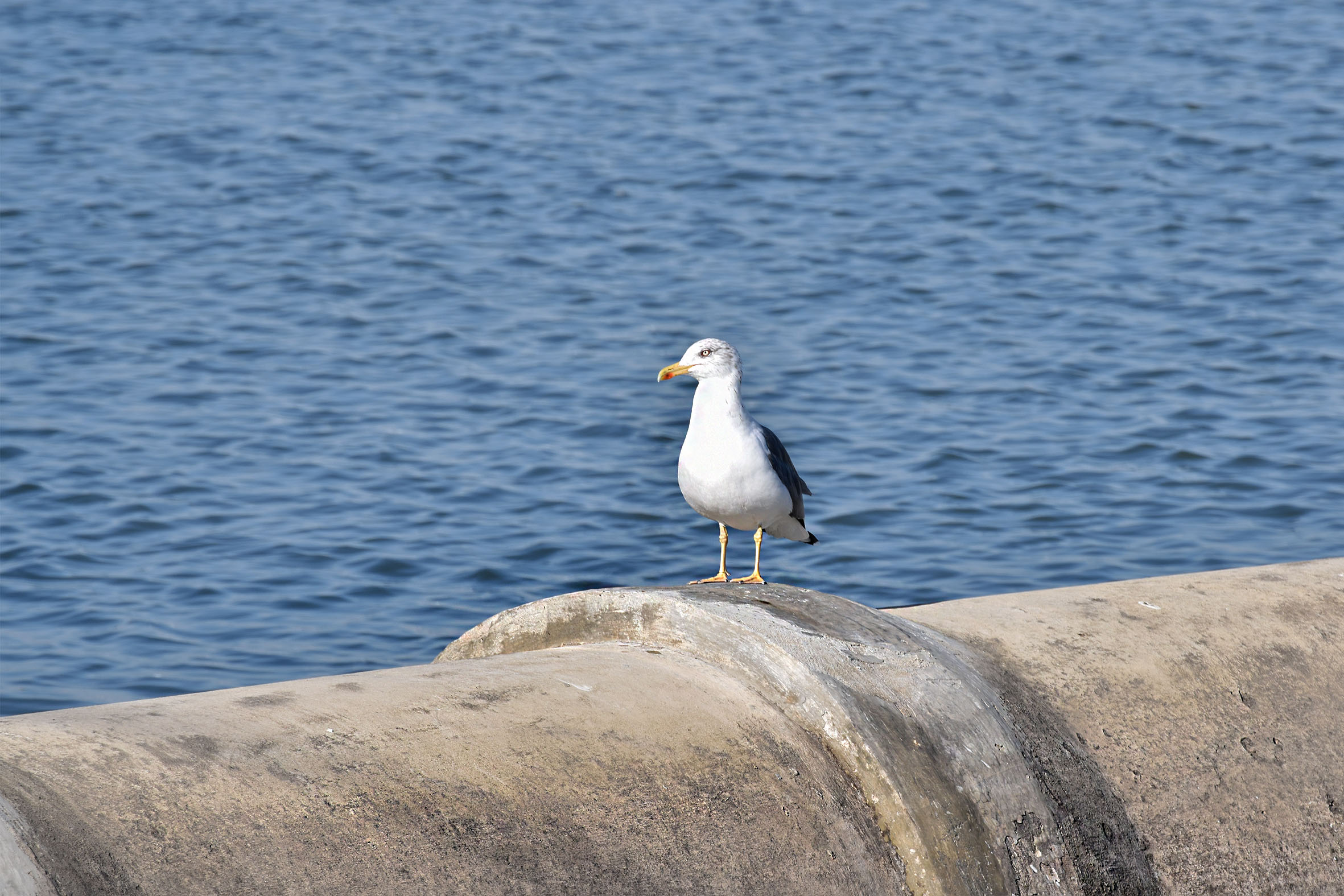 bay birds seagul .jpg