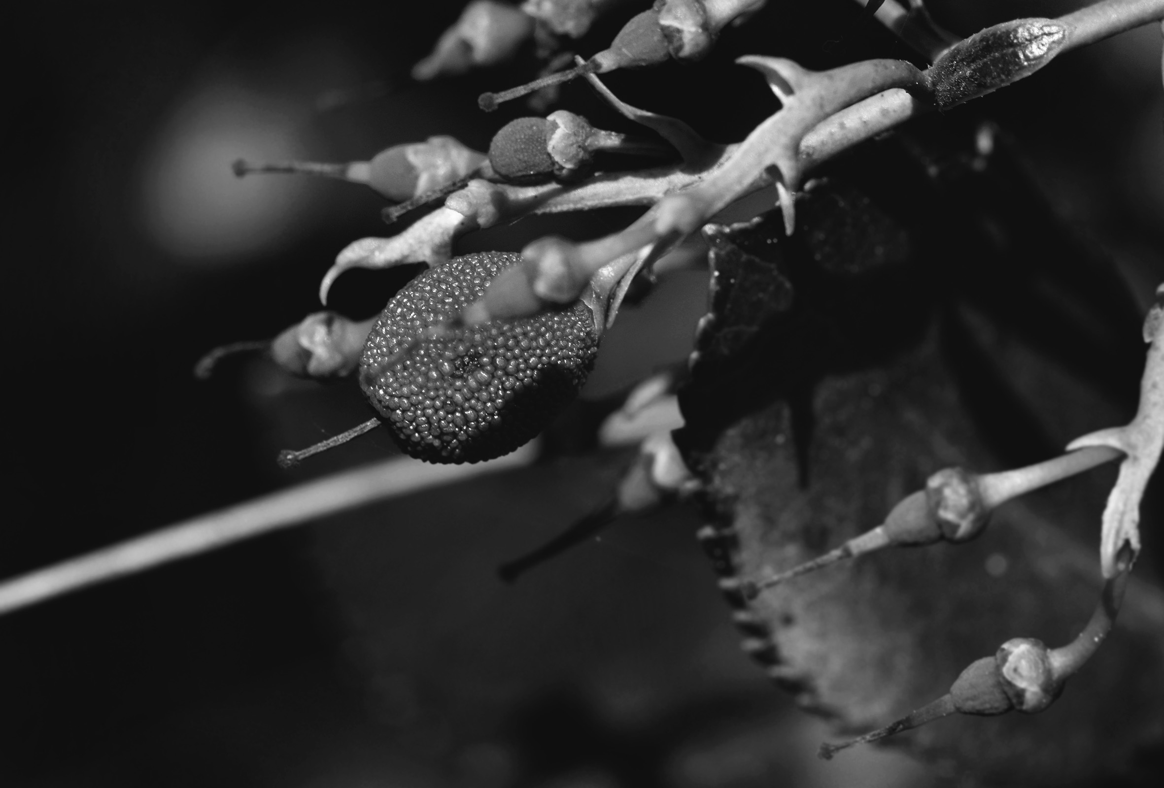 fruit and leaf no id bw 2.jpg