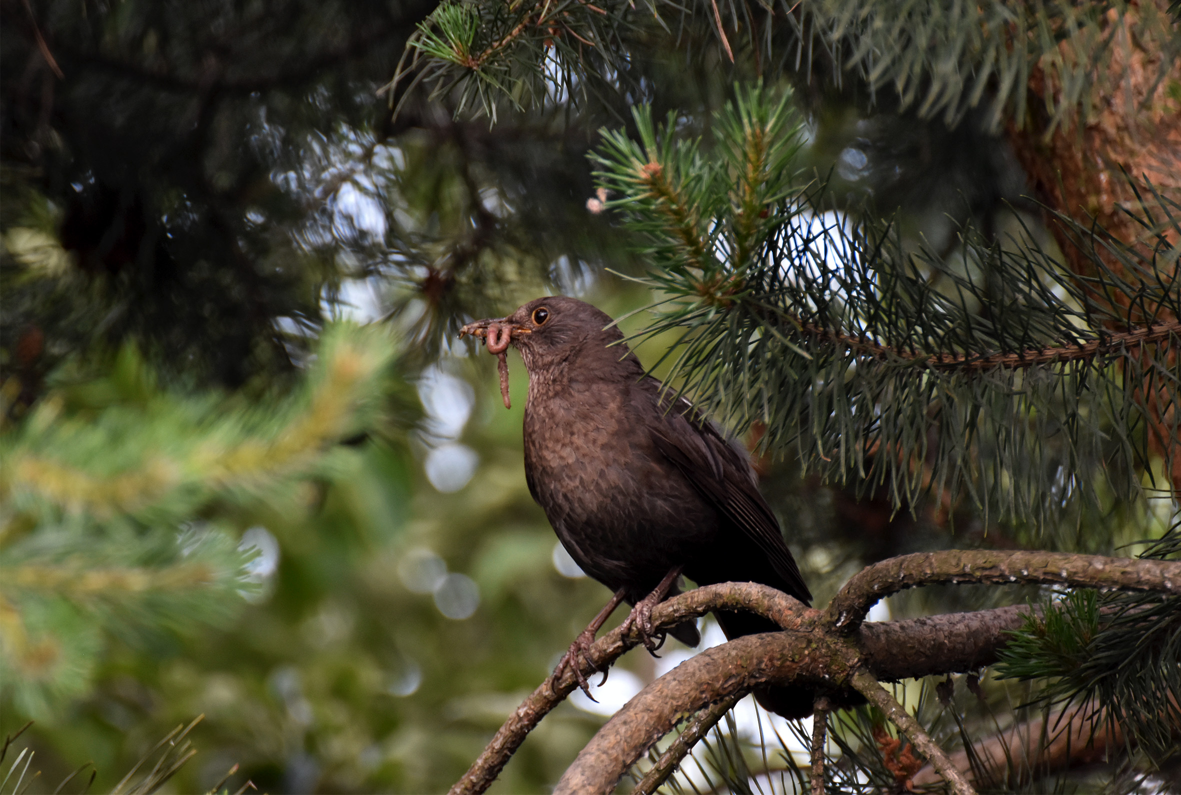 blackbird female worms 3.jpg