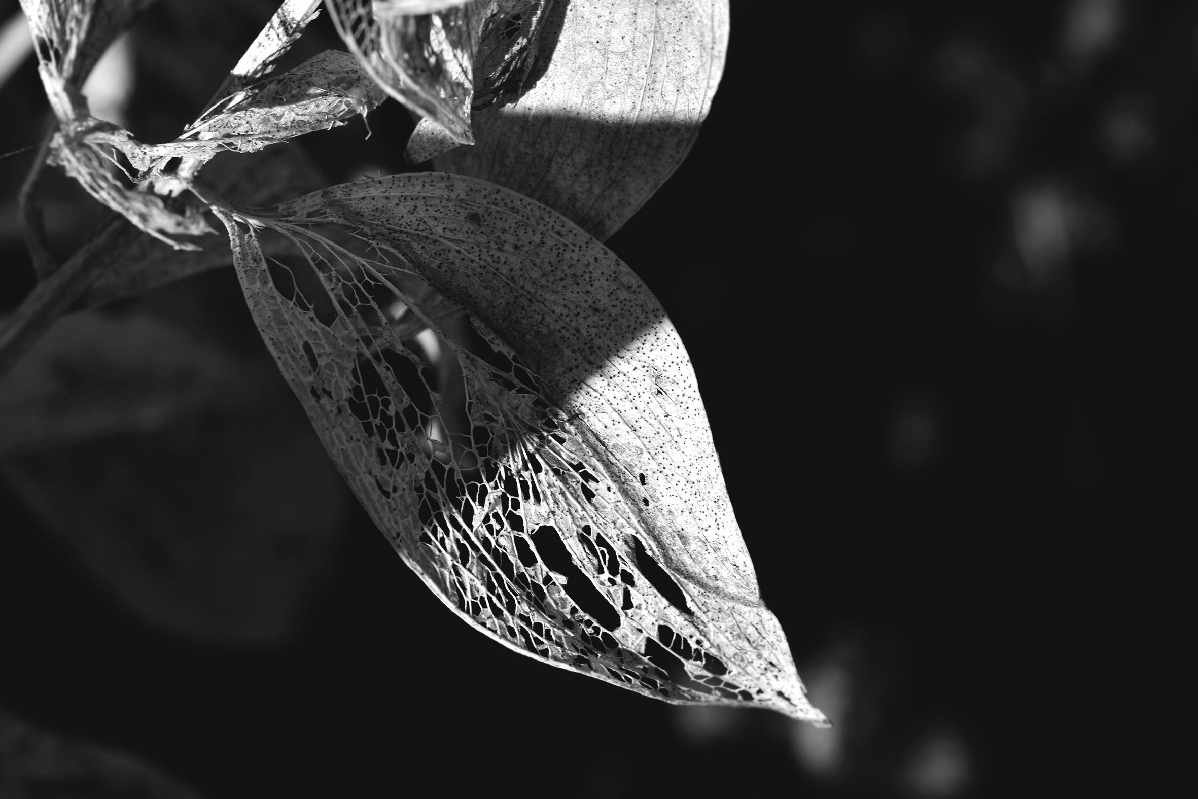 leaf lace drystuff bw 3.jpg
