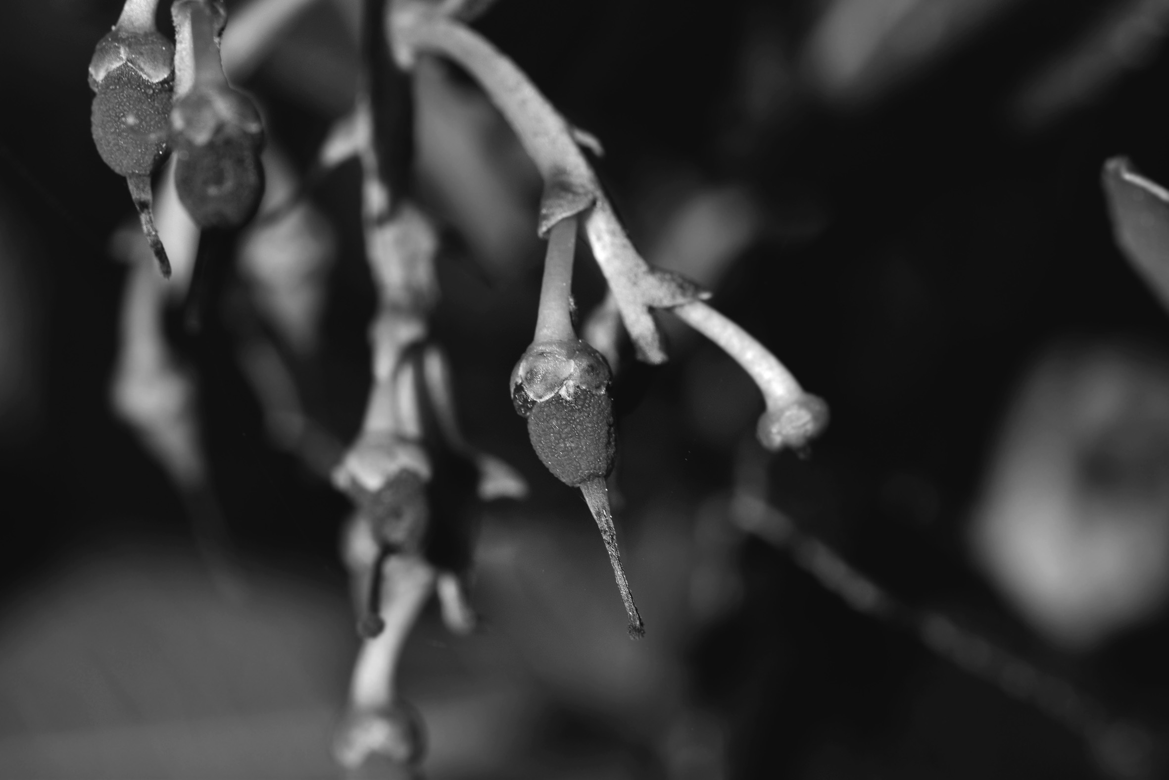 fruit and leaf no id bw 3.jpg