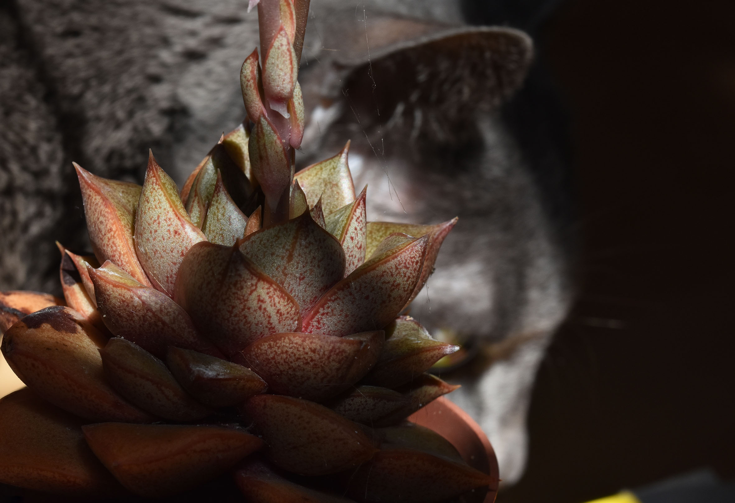 Suzi echeveria purpusorum 2.jpg