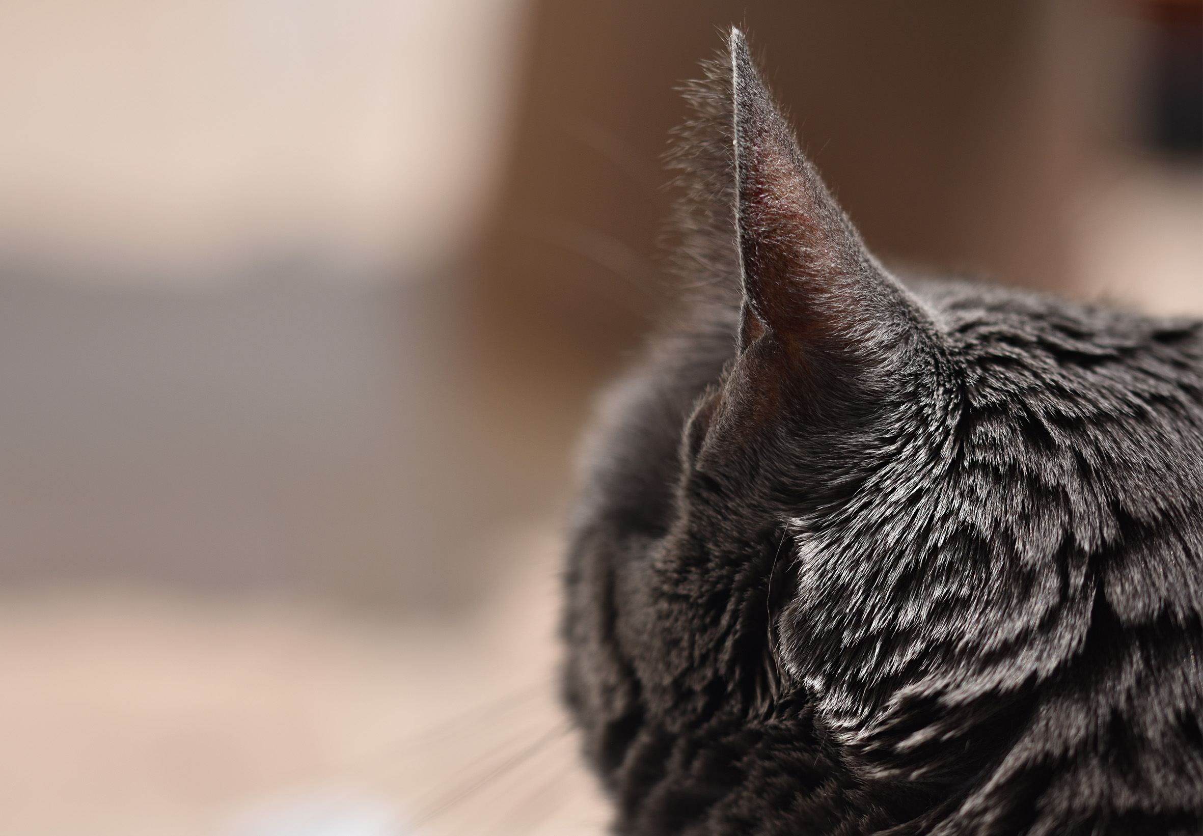 suzi back head 3.jpg