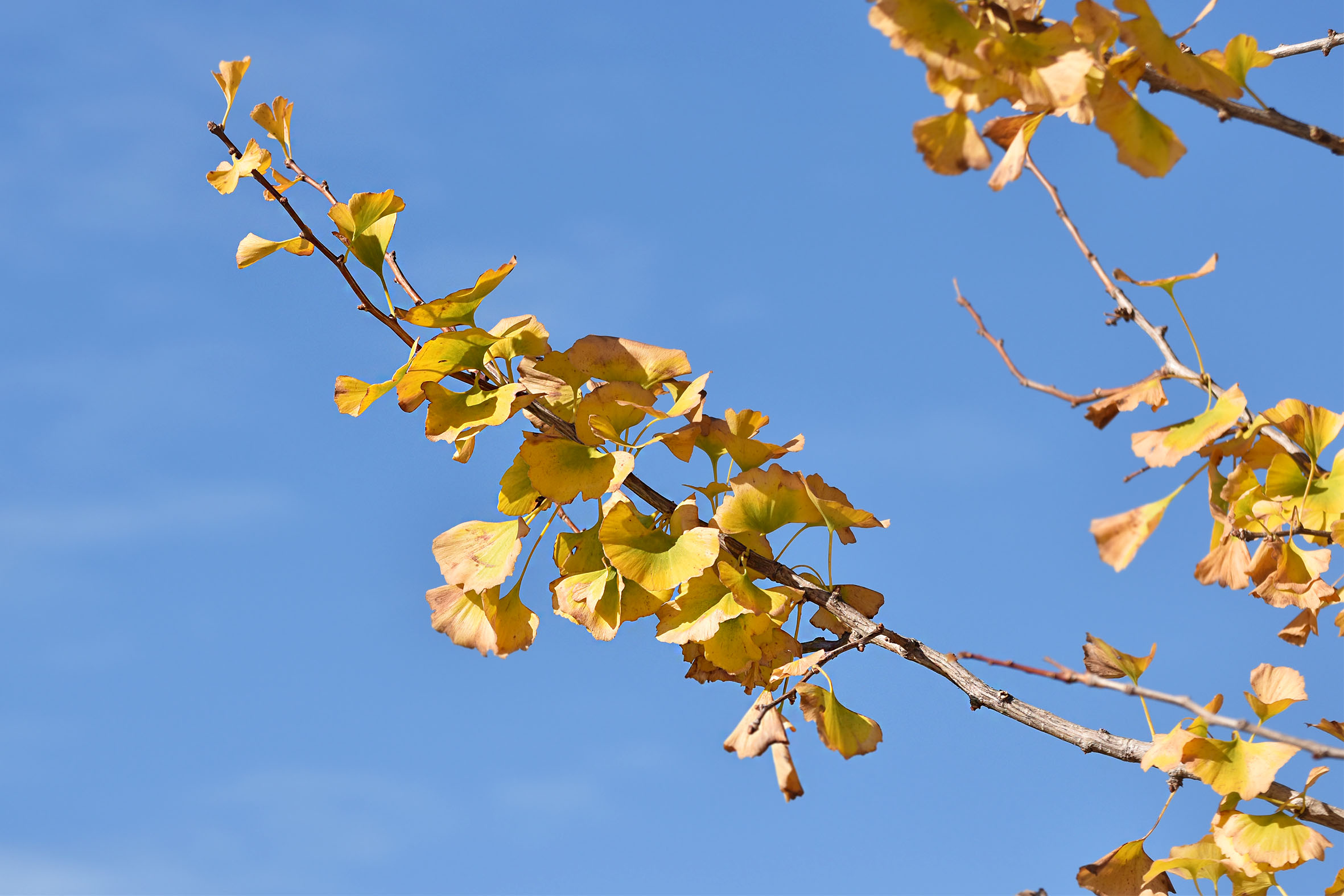 ginkgo autumn leaves 3.jpg