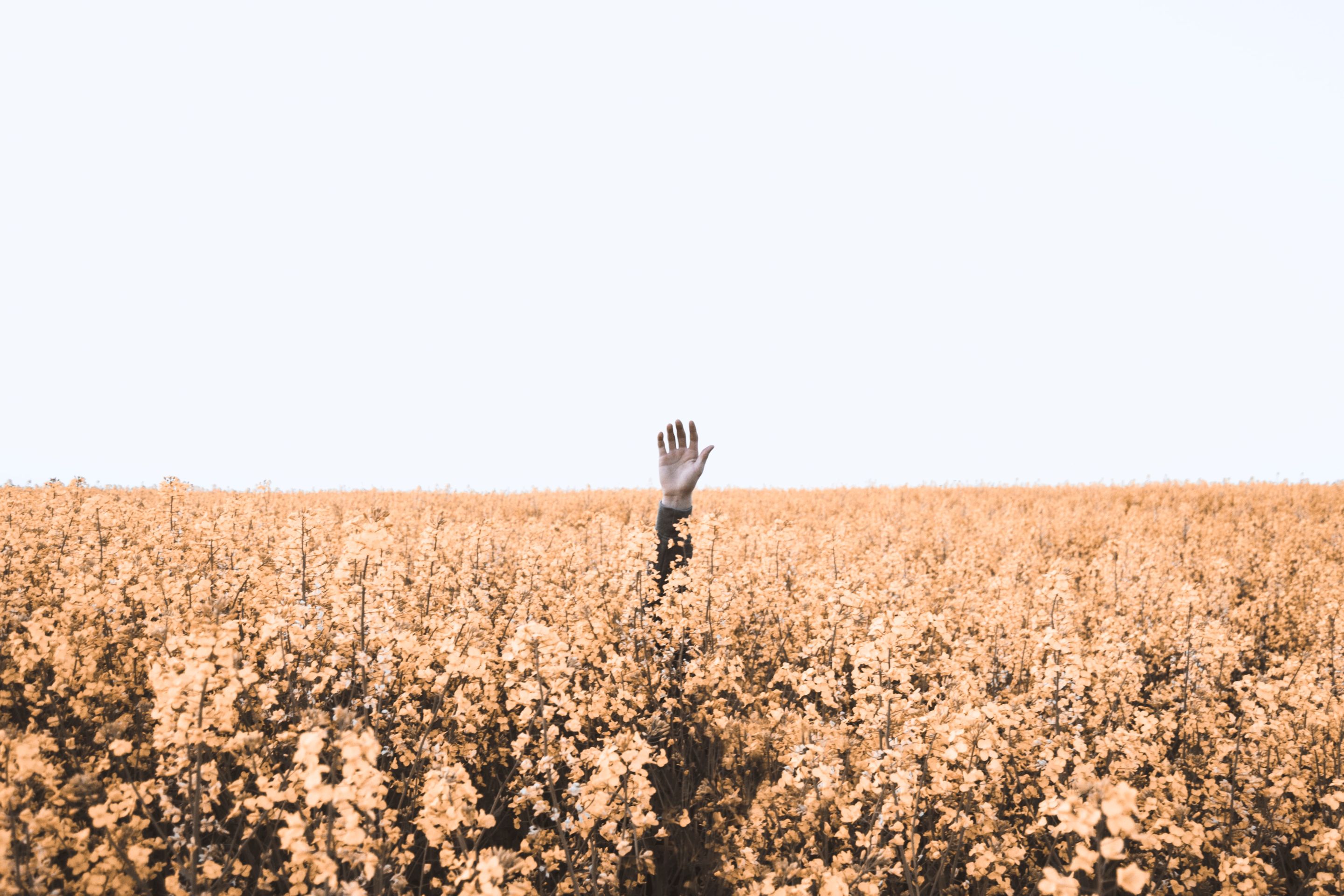 daniel-jensen-UDleHDOhBZ8-unsplash (1).jpg