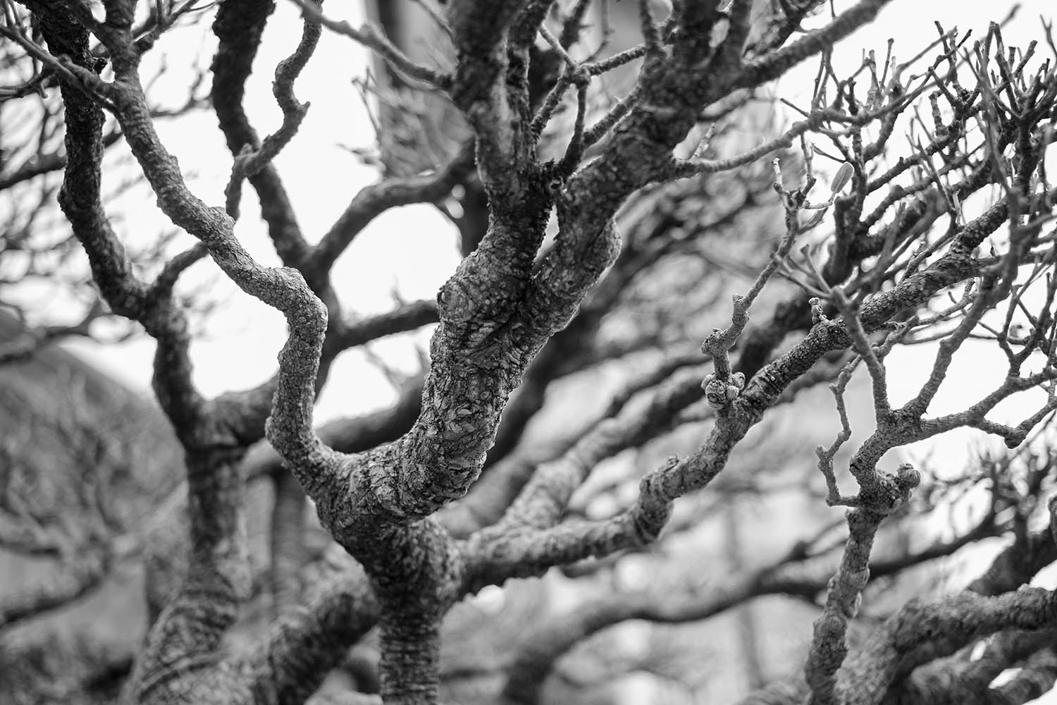 IMG_8752+.jpg