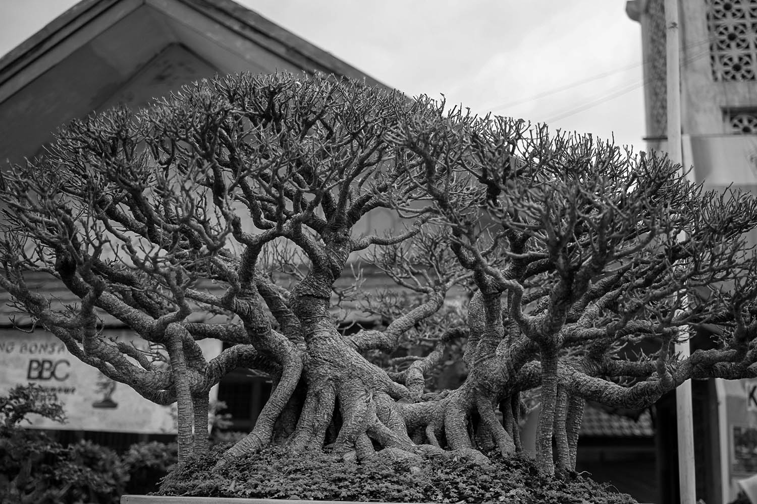 IMG_8758+.jpg