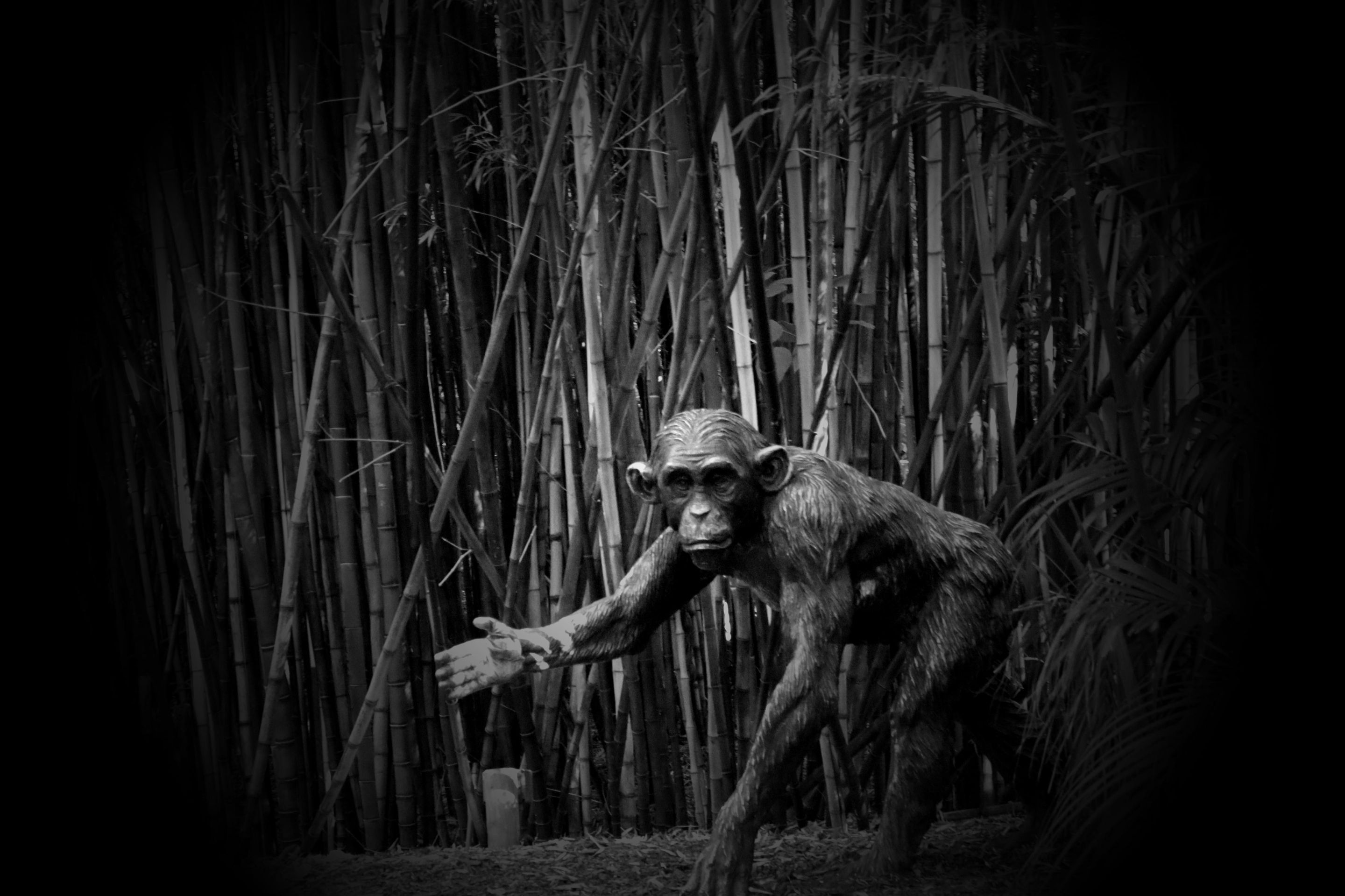 animal_bw_vignette_3.jpg