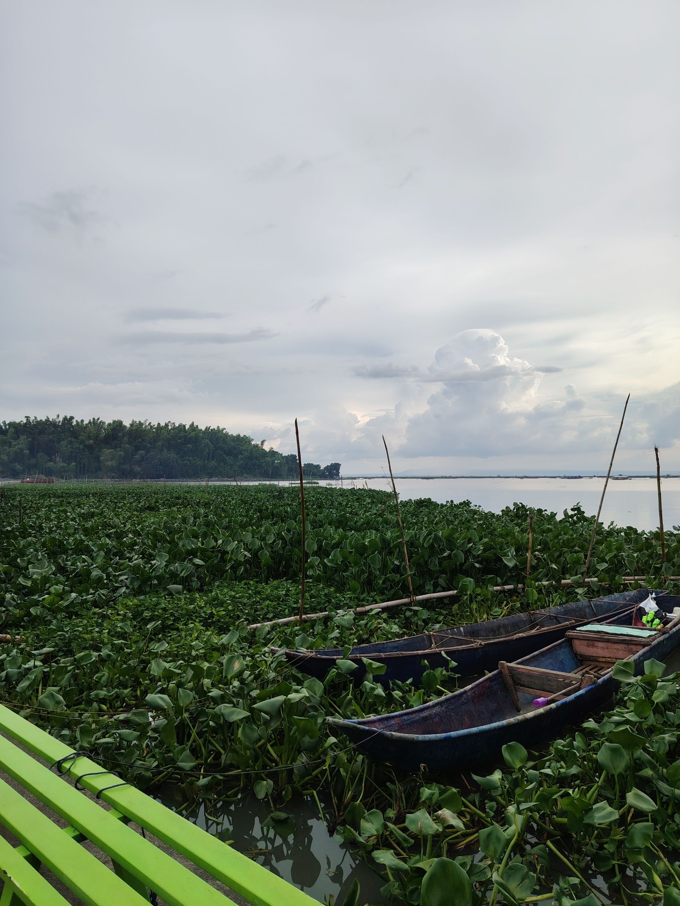 Boats with water lilies